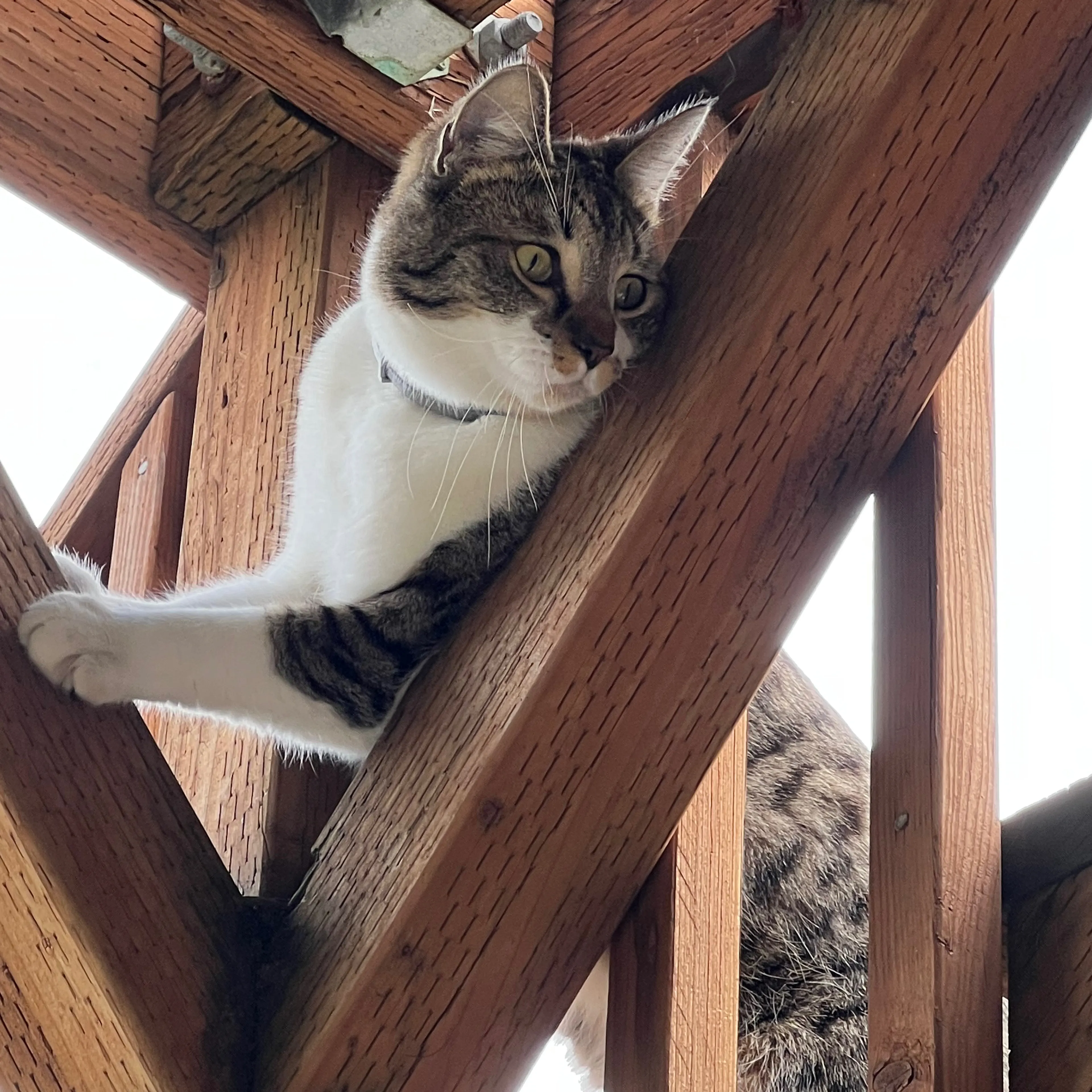 Lost pet-1