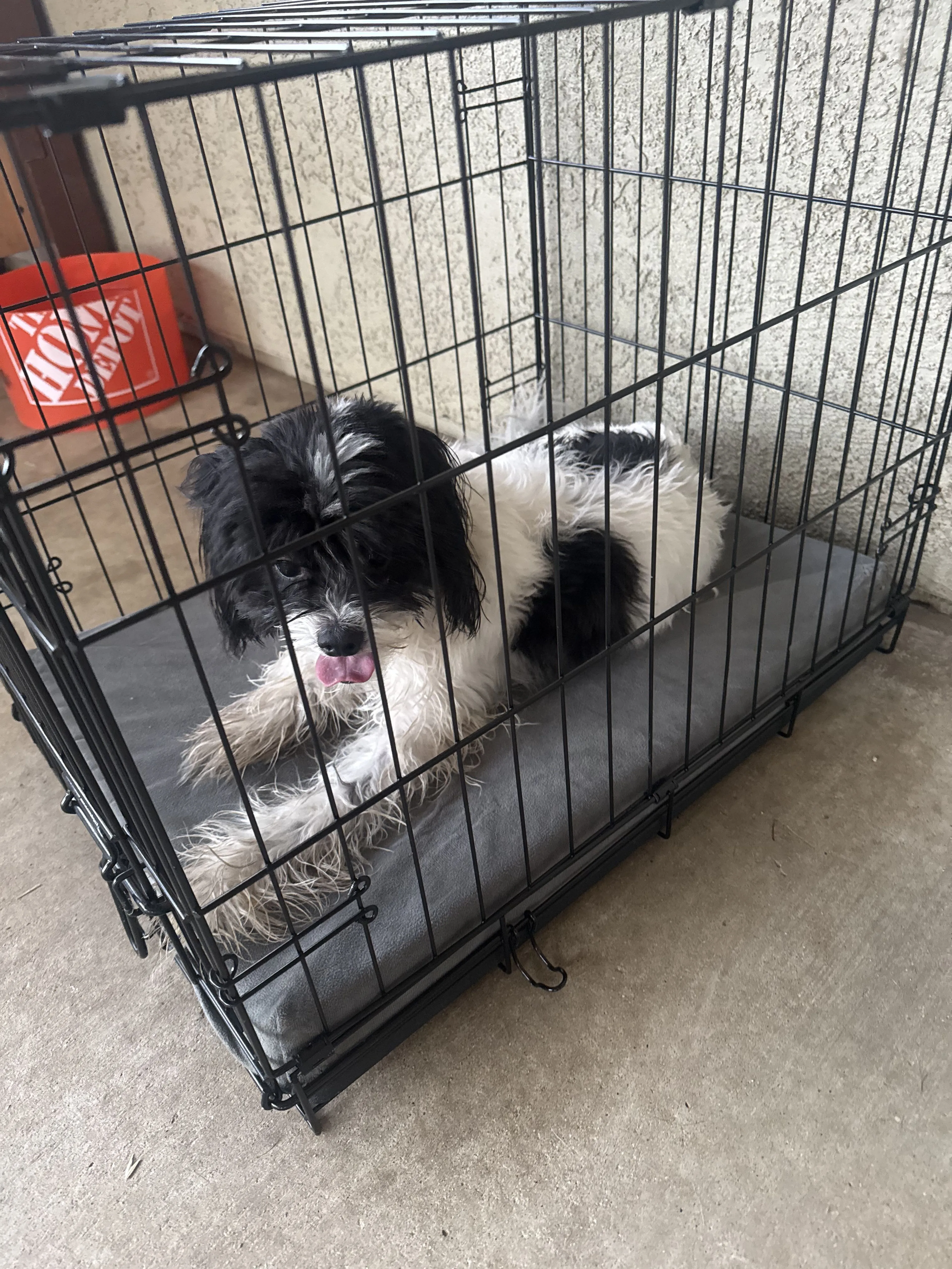 Lost pet