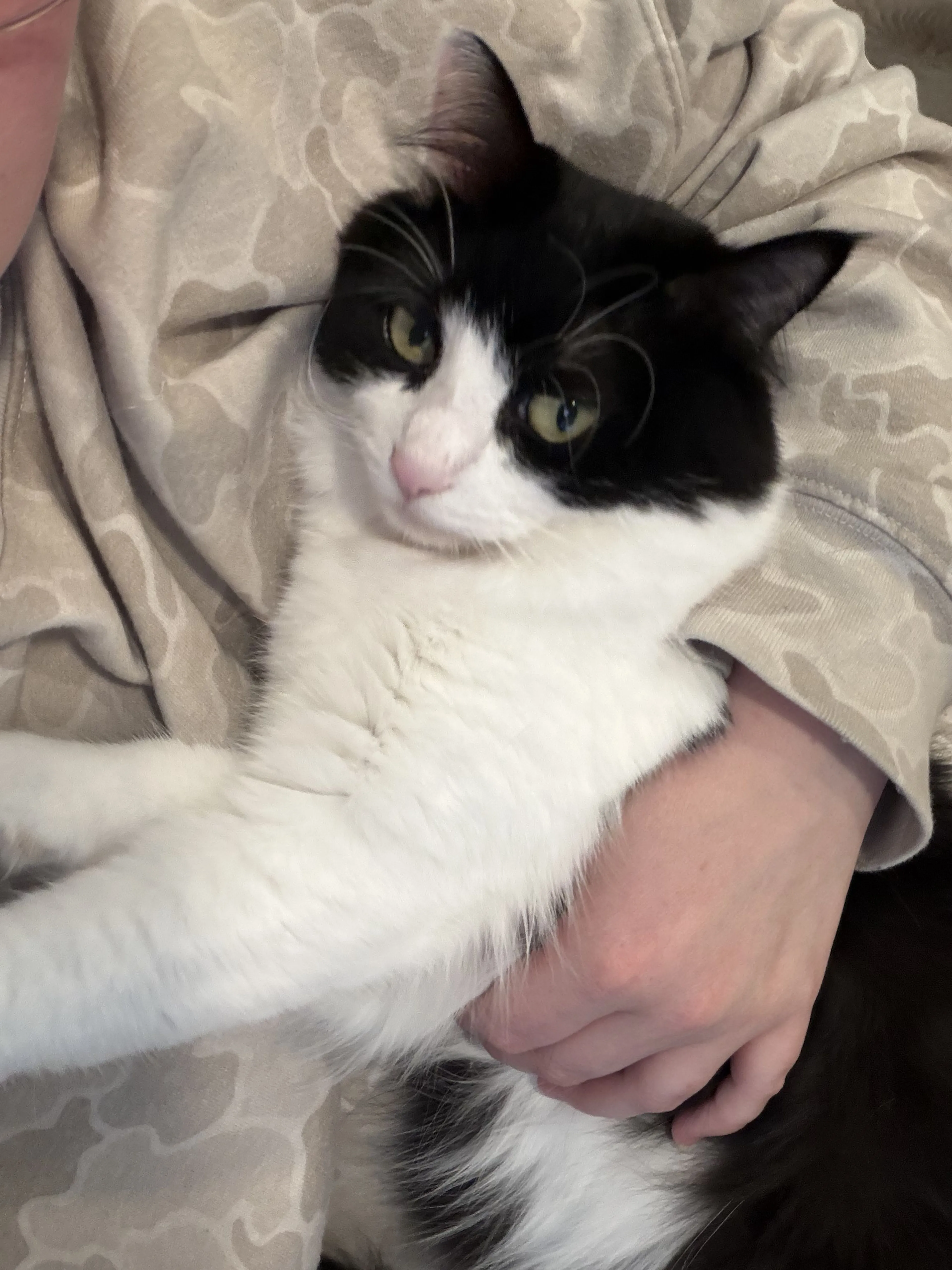 Lost pet-0