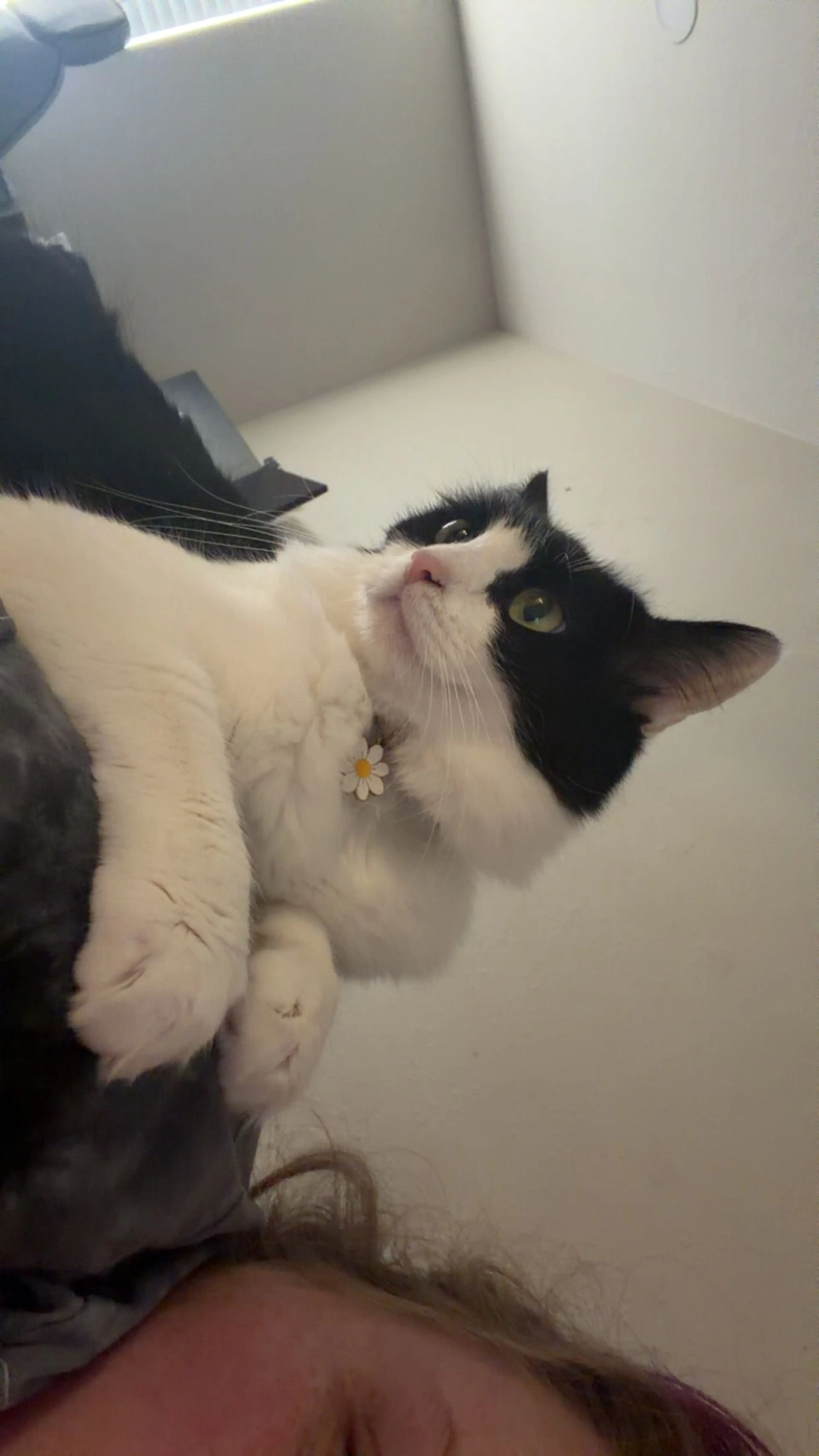 Lost pet-1