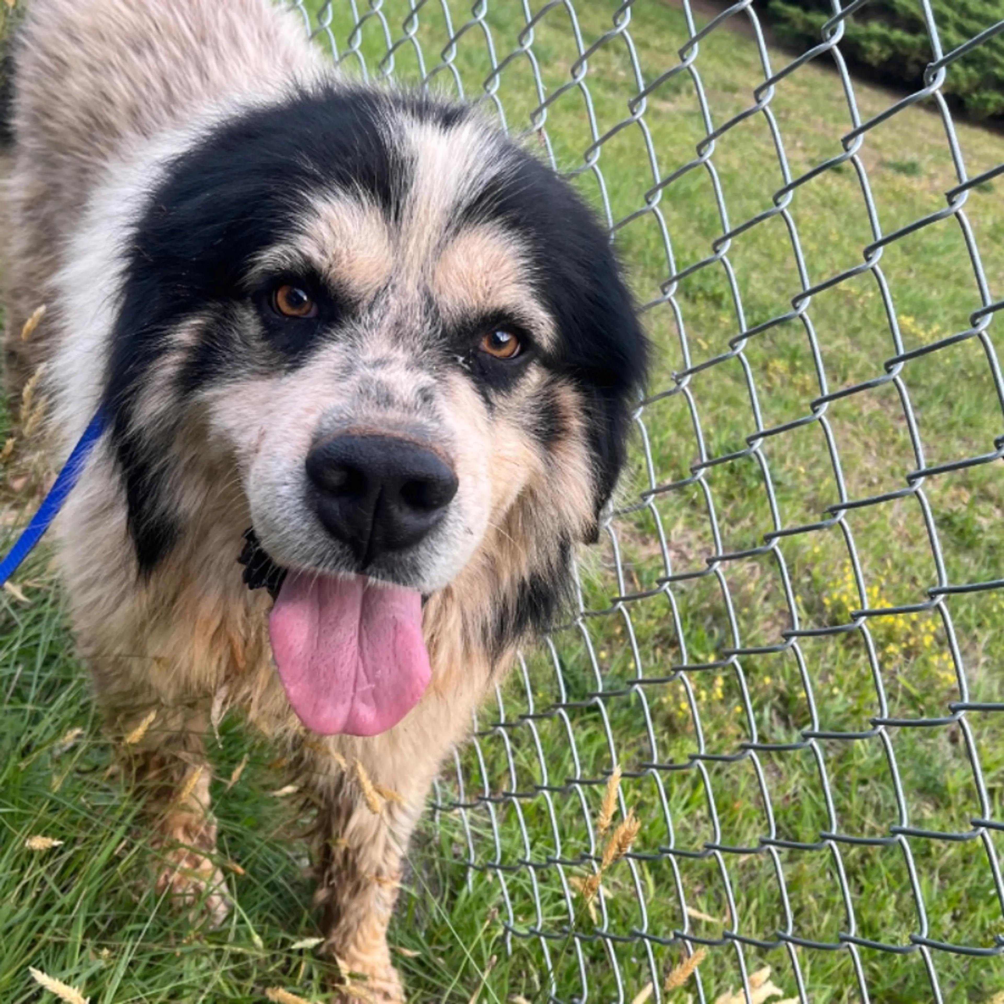 Found pet