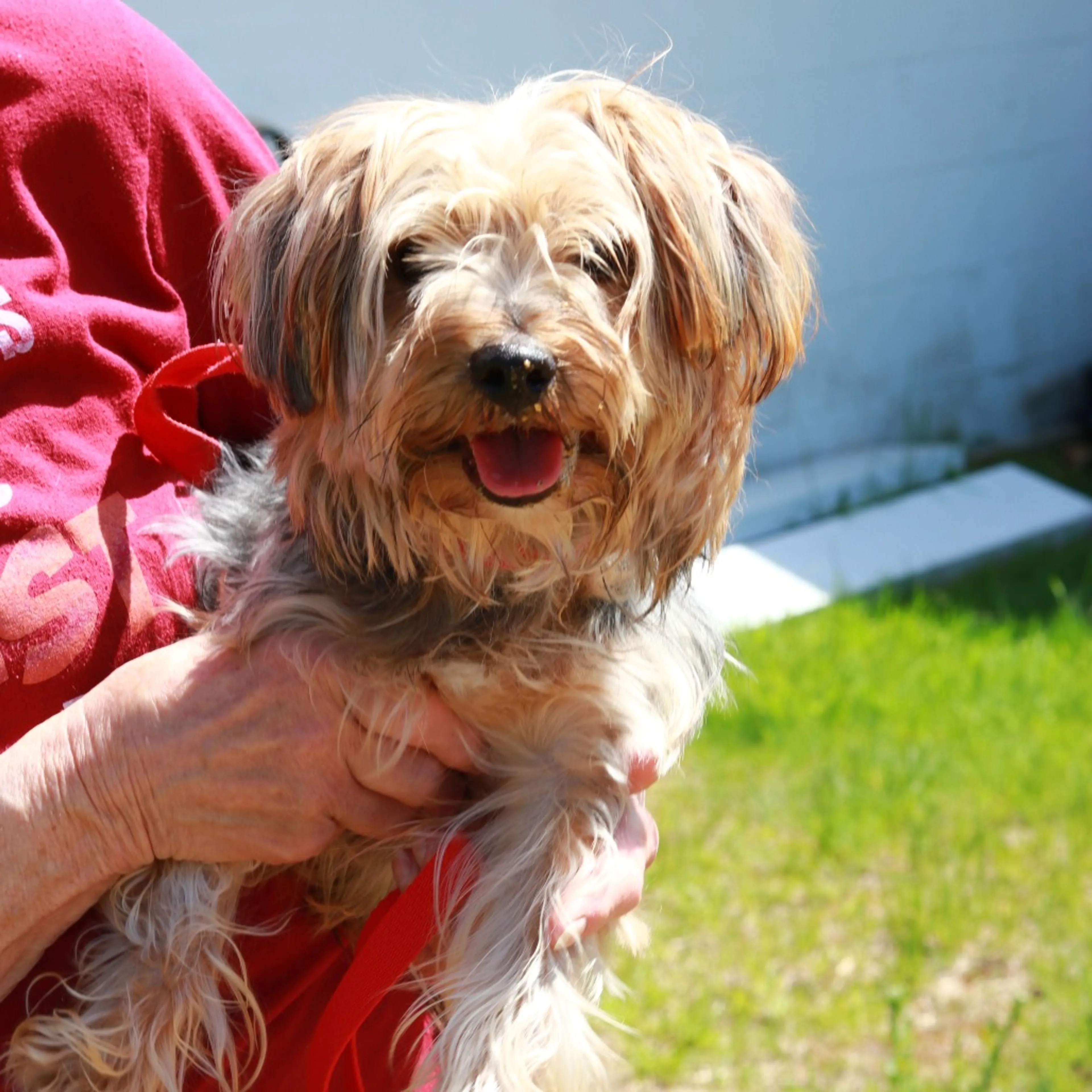 Found pet-3