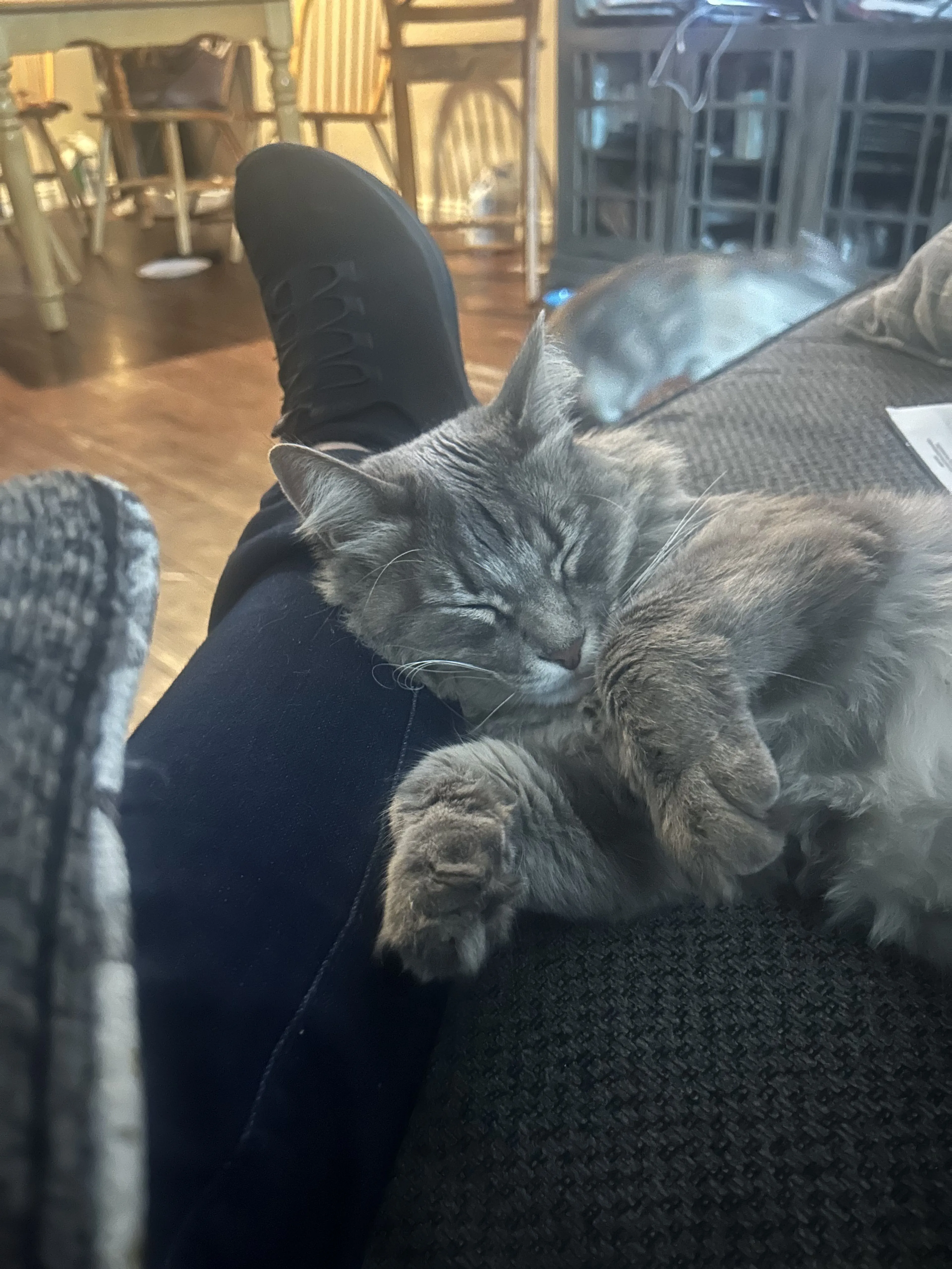 Lost pet-1