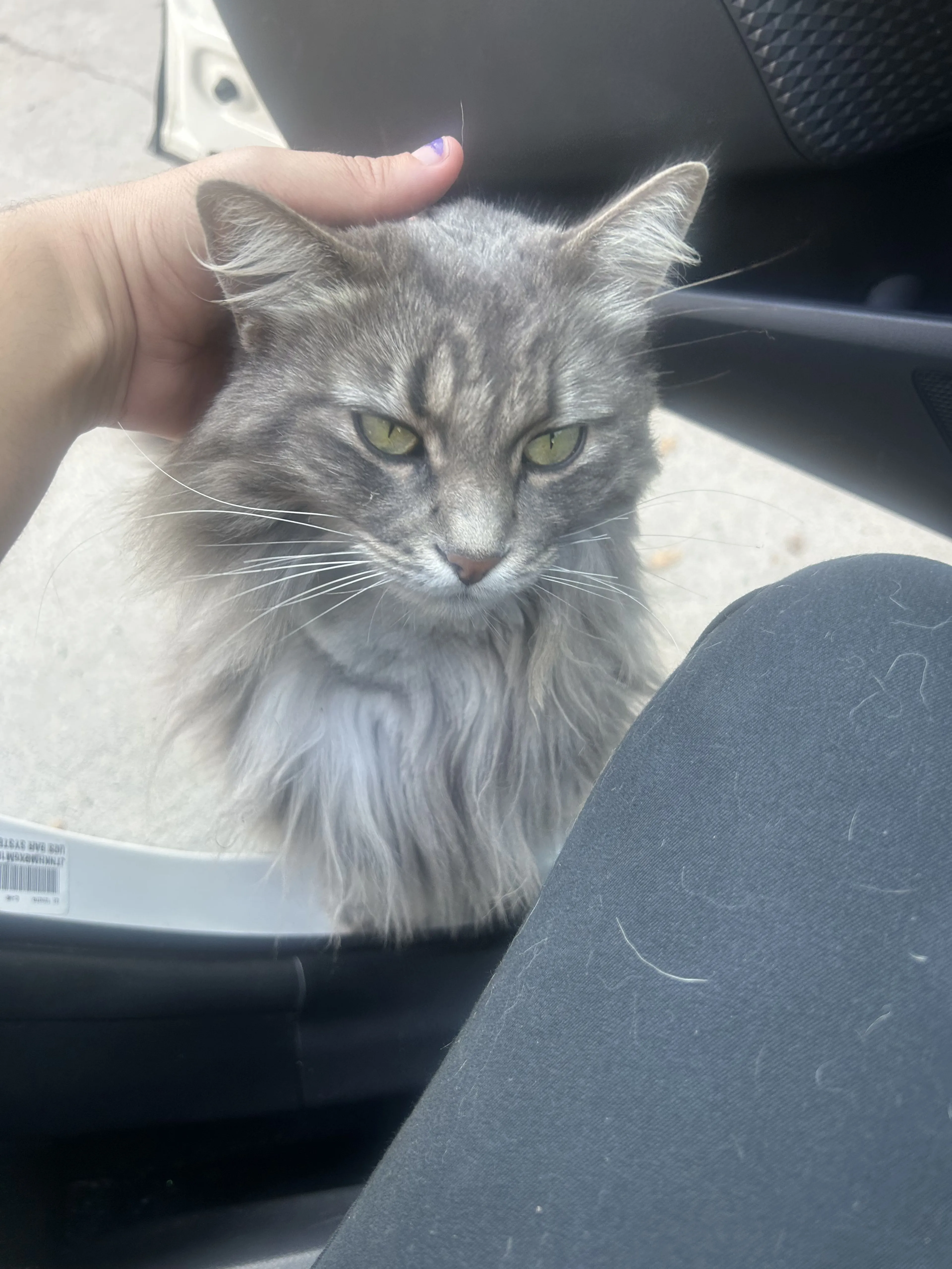 Lost pet-0