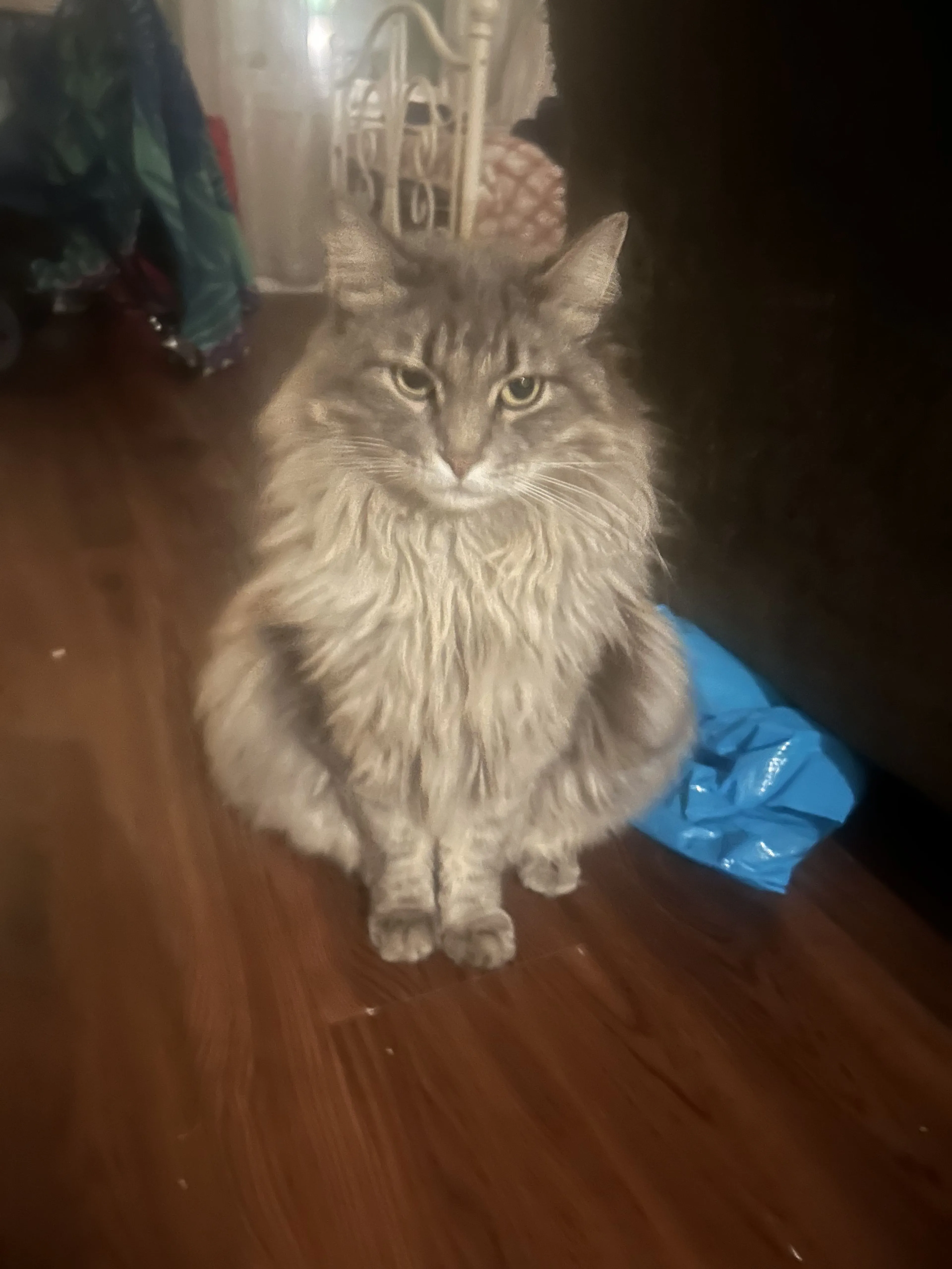 Lost pet-2
