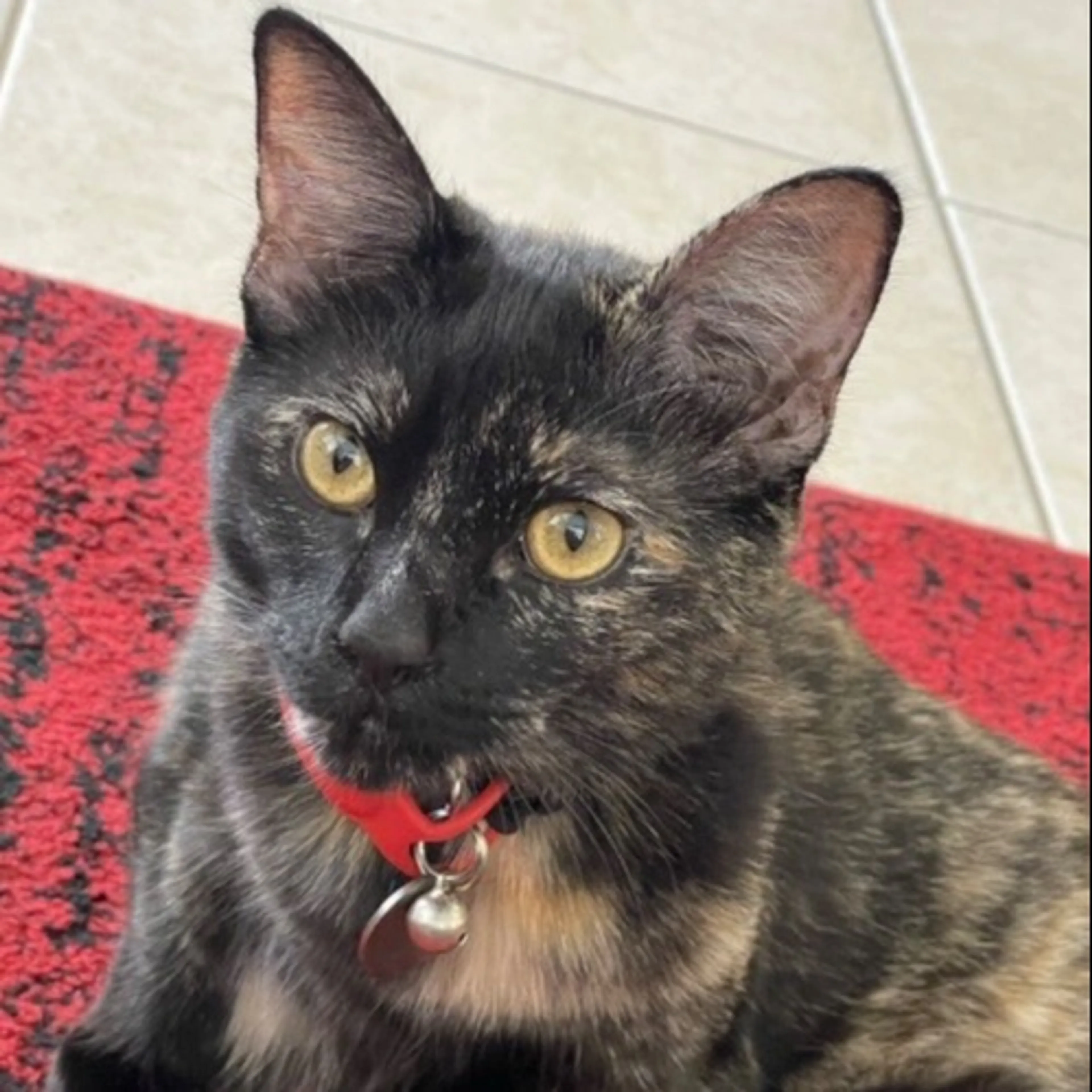 Lost pet-0