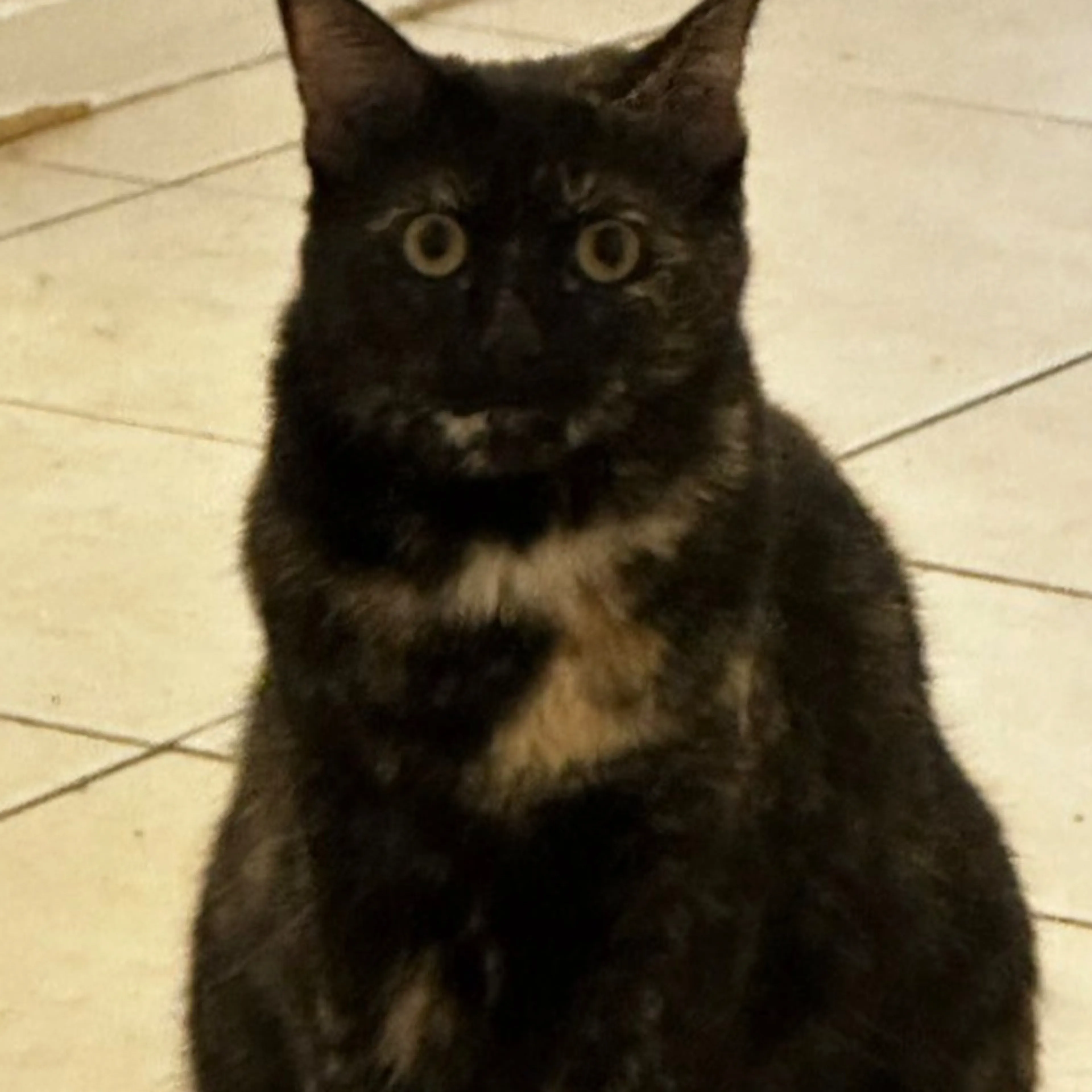 Lost pet-2