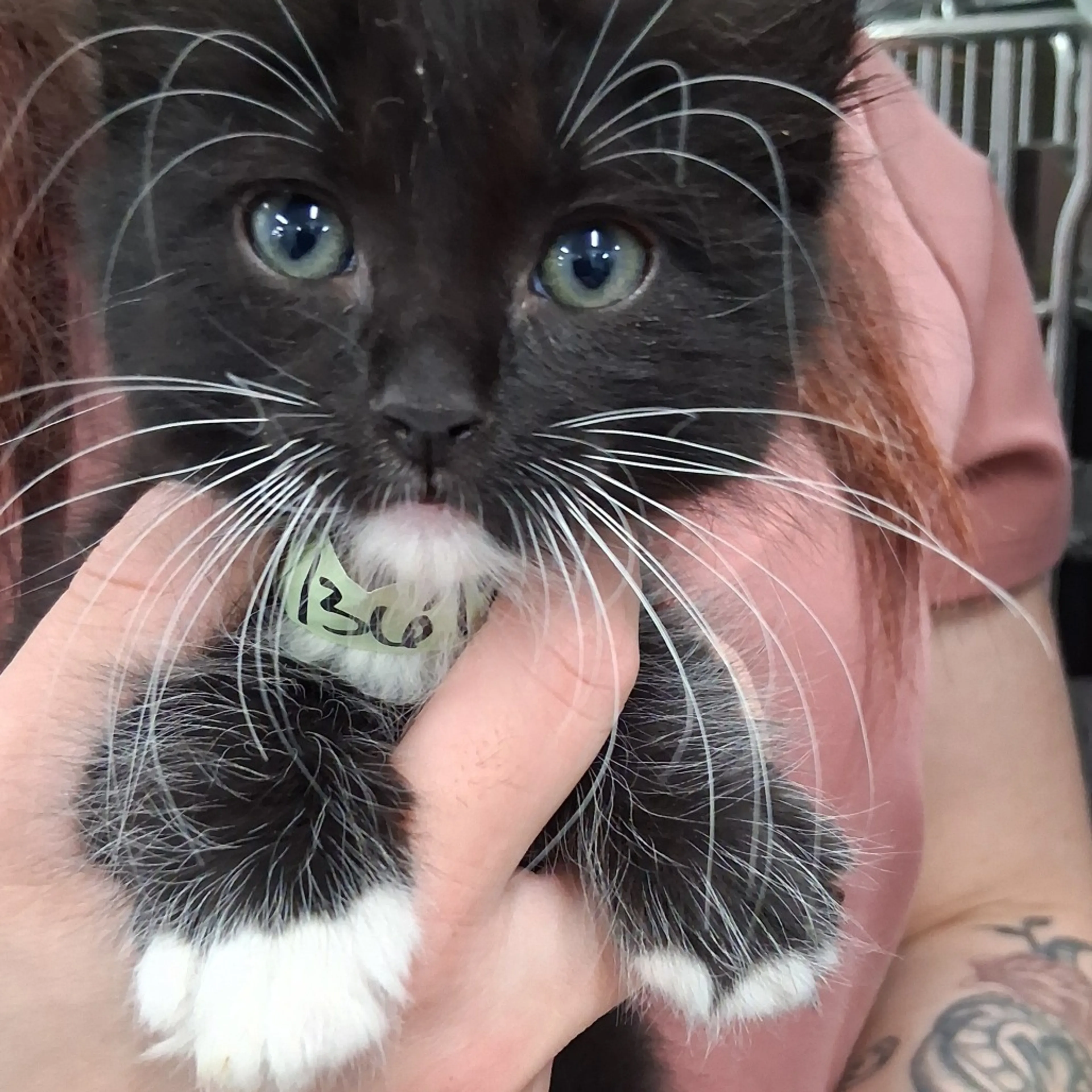 Found pet