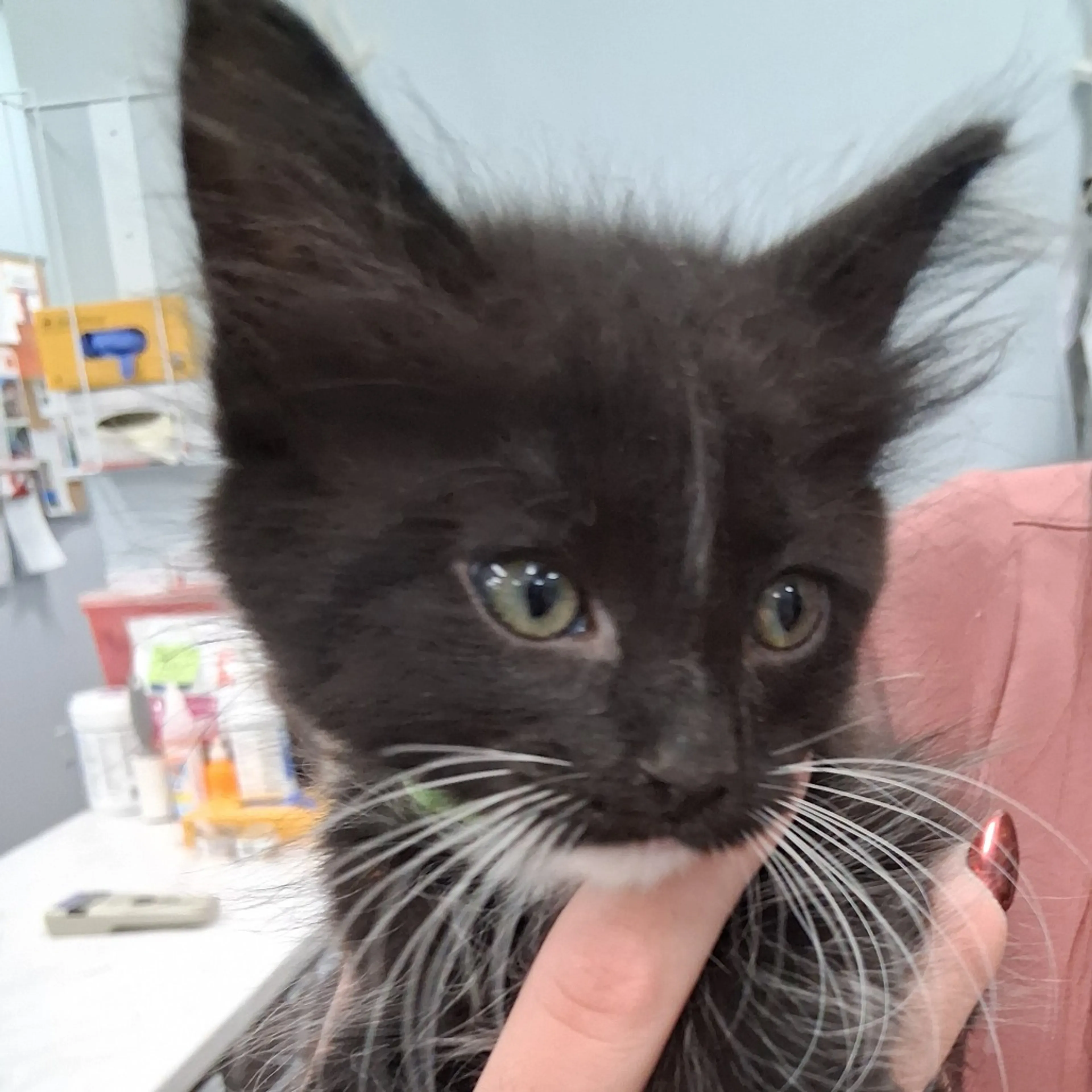 Found pet