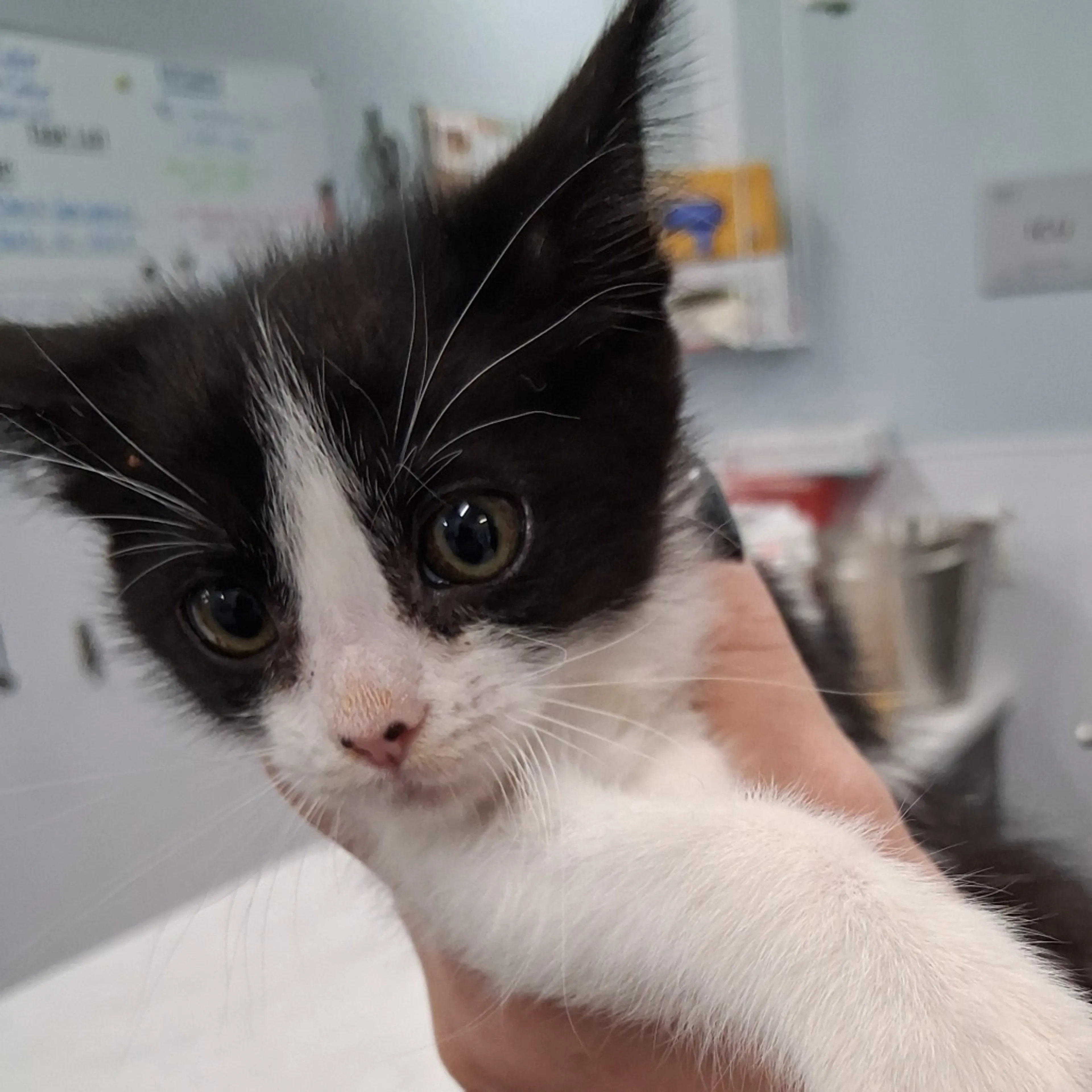 Found pet