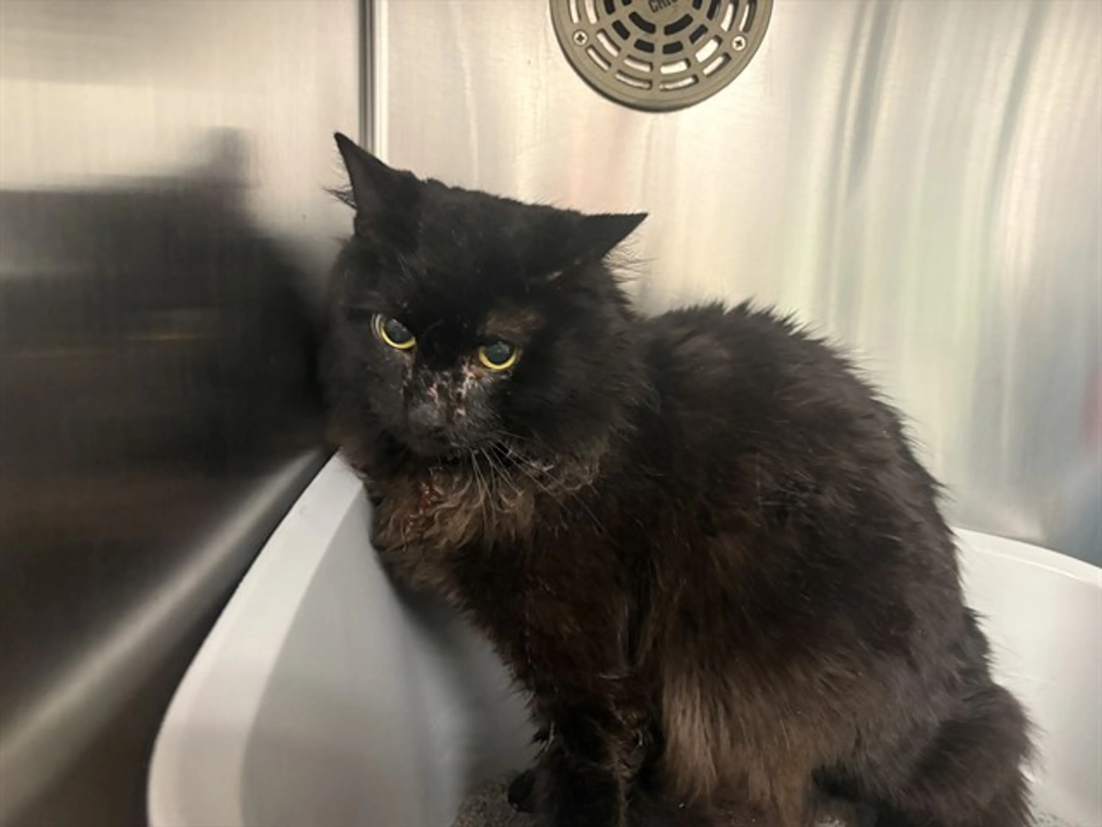 Found pet