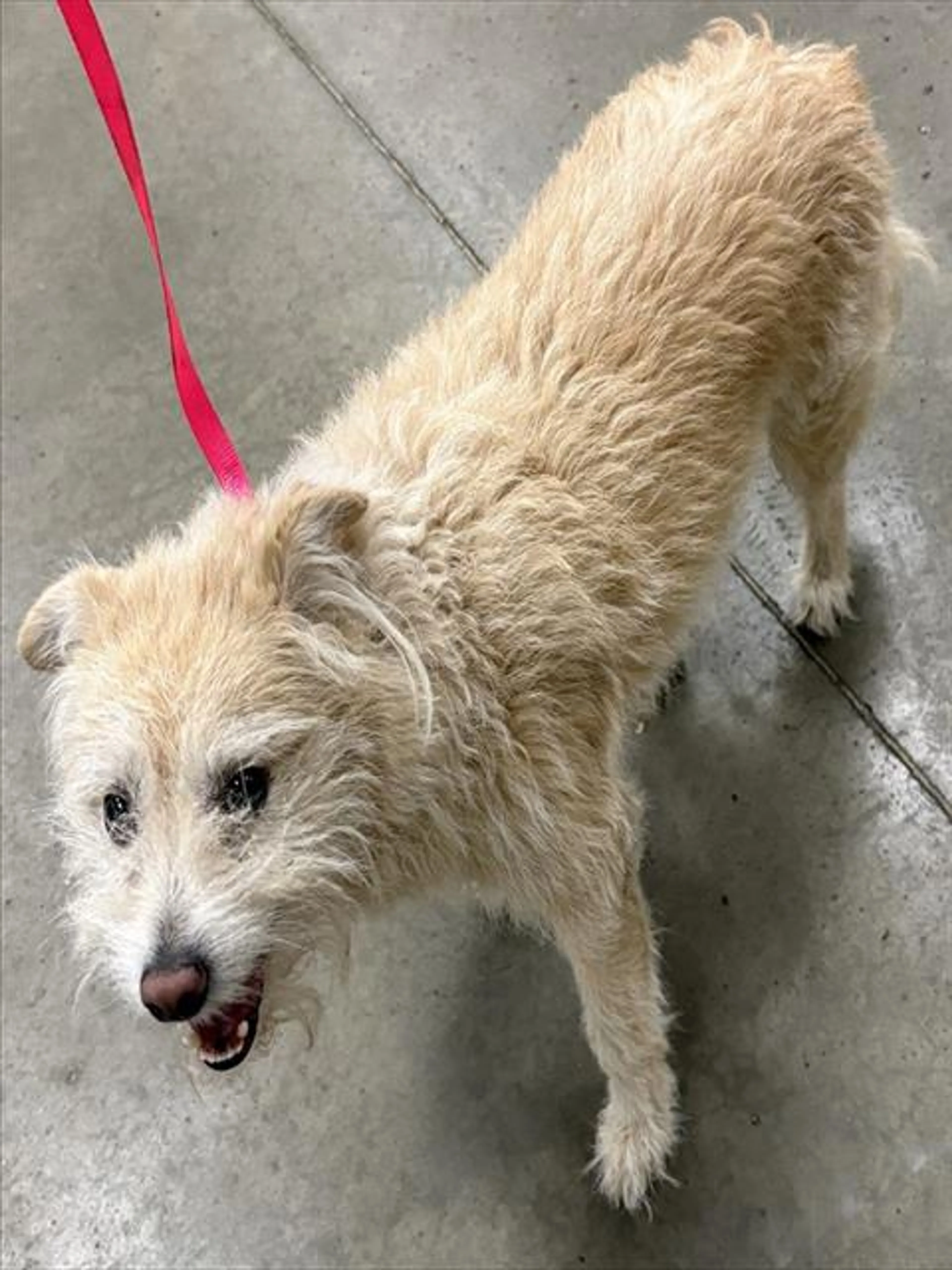 Found pet