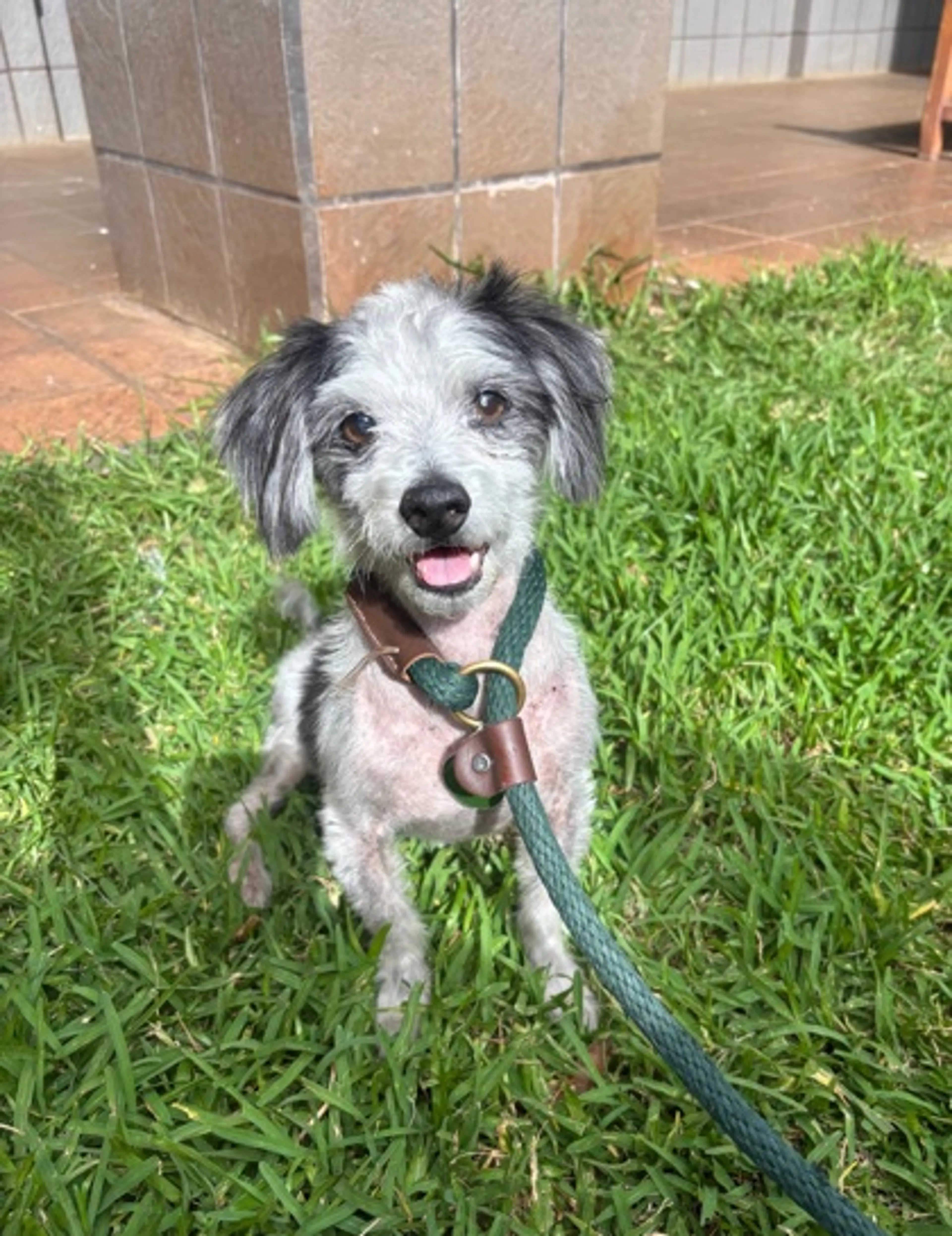 Found pet