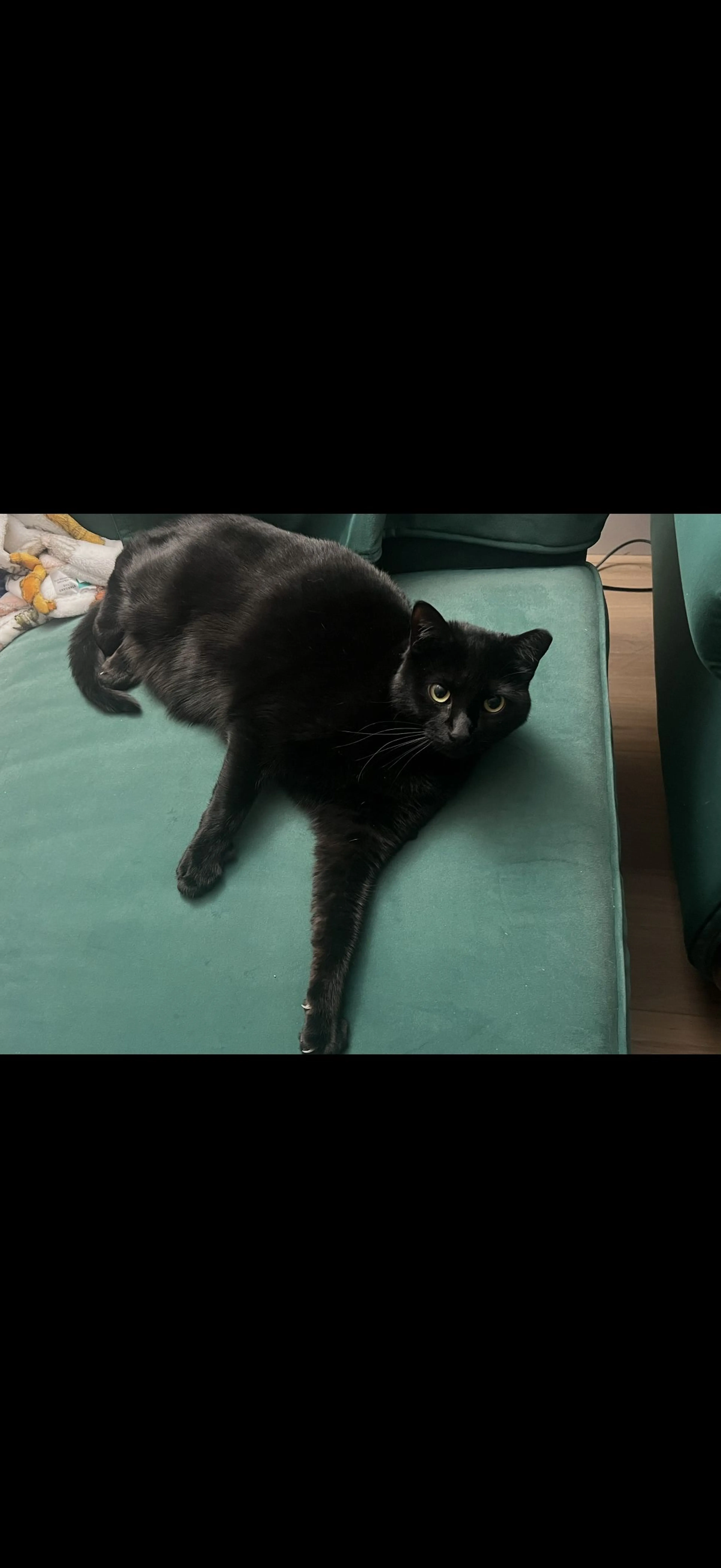 Lost pet