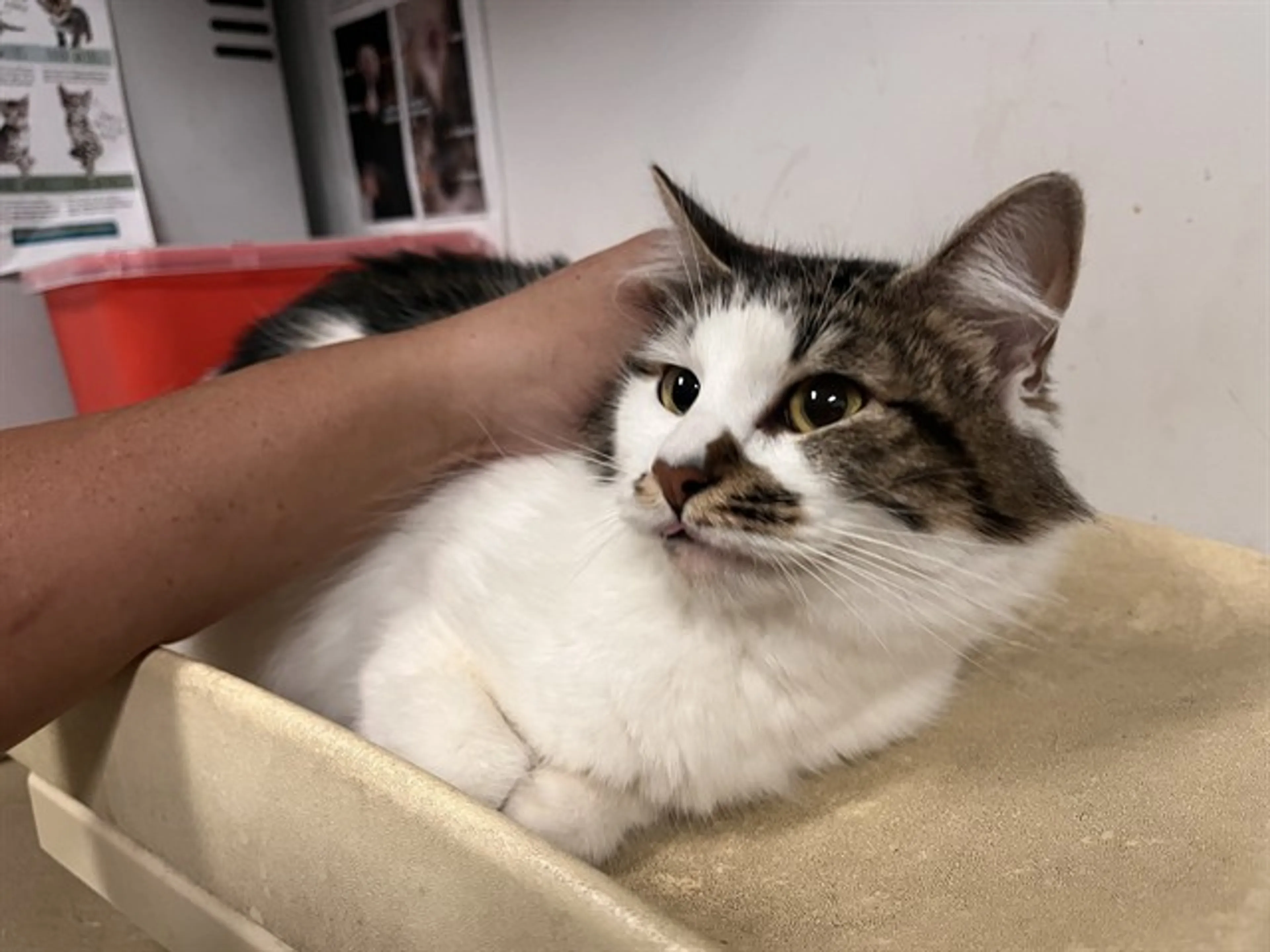 Found pet