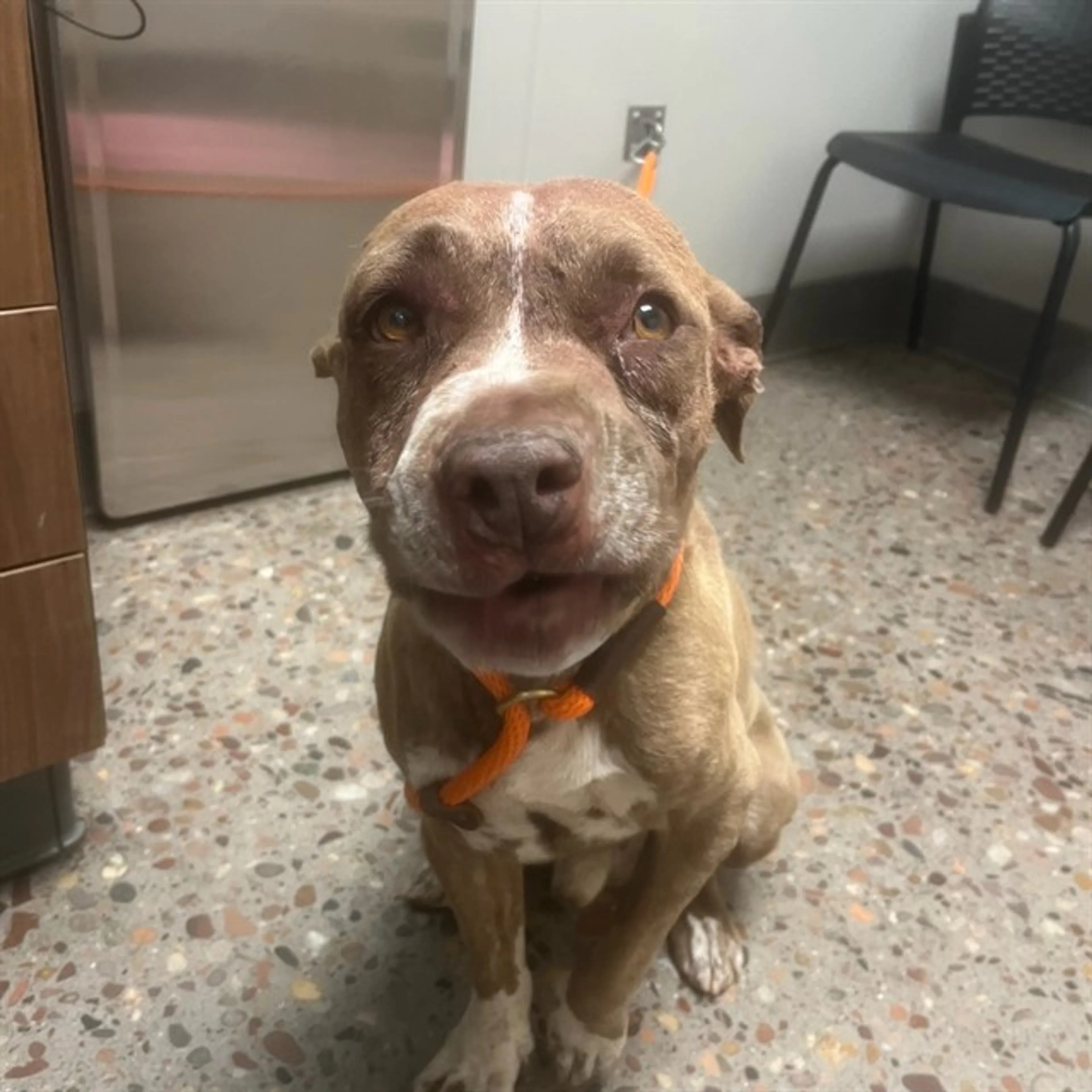 Found pet