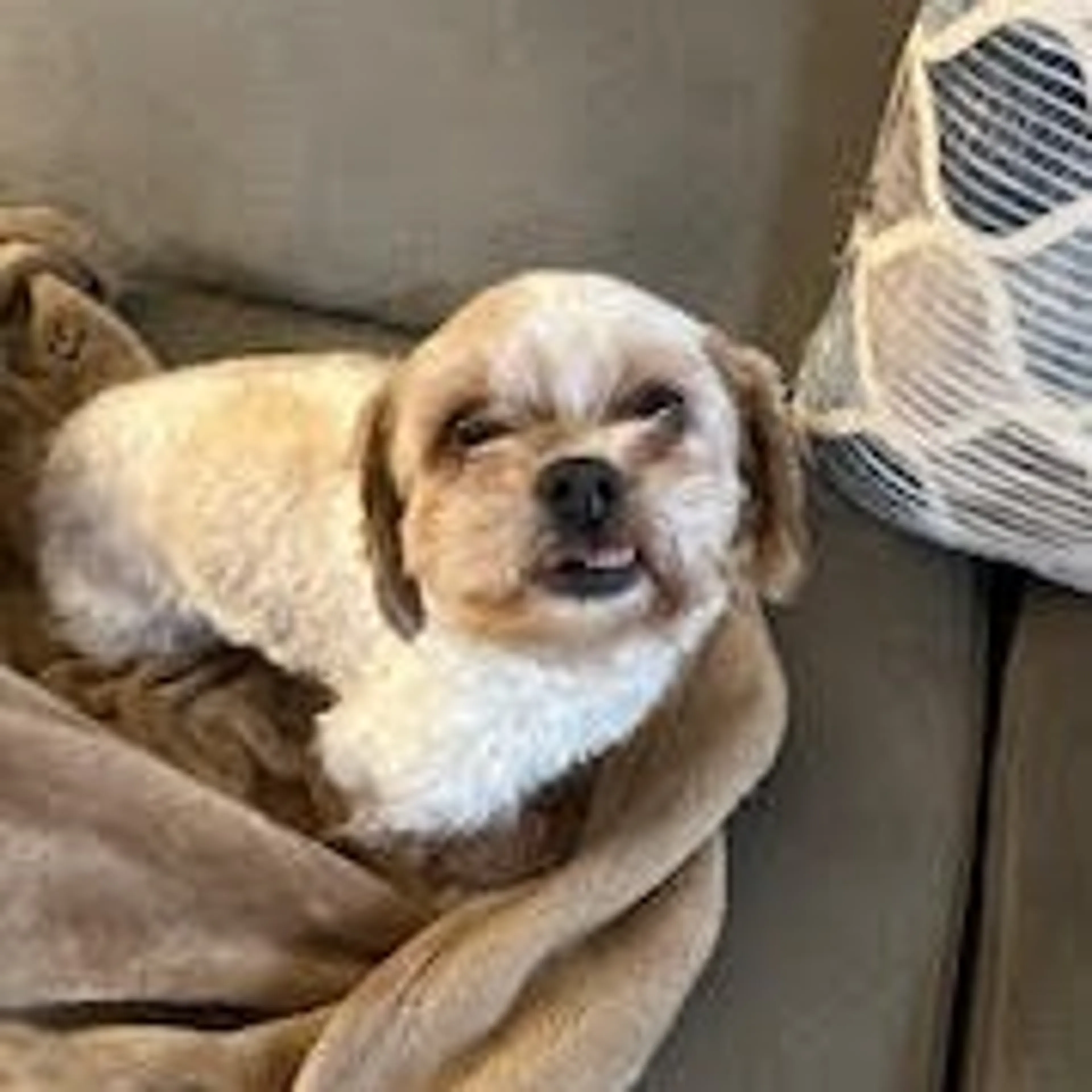 Found pet-2