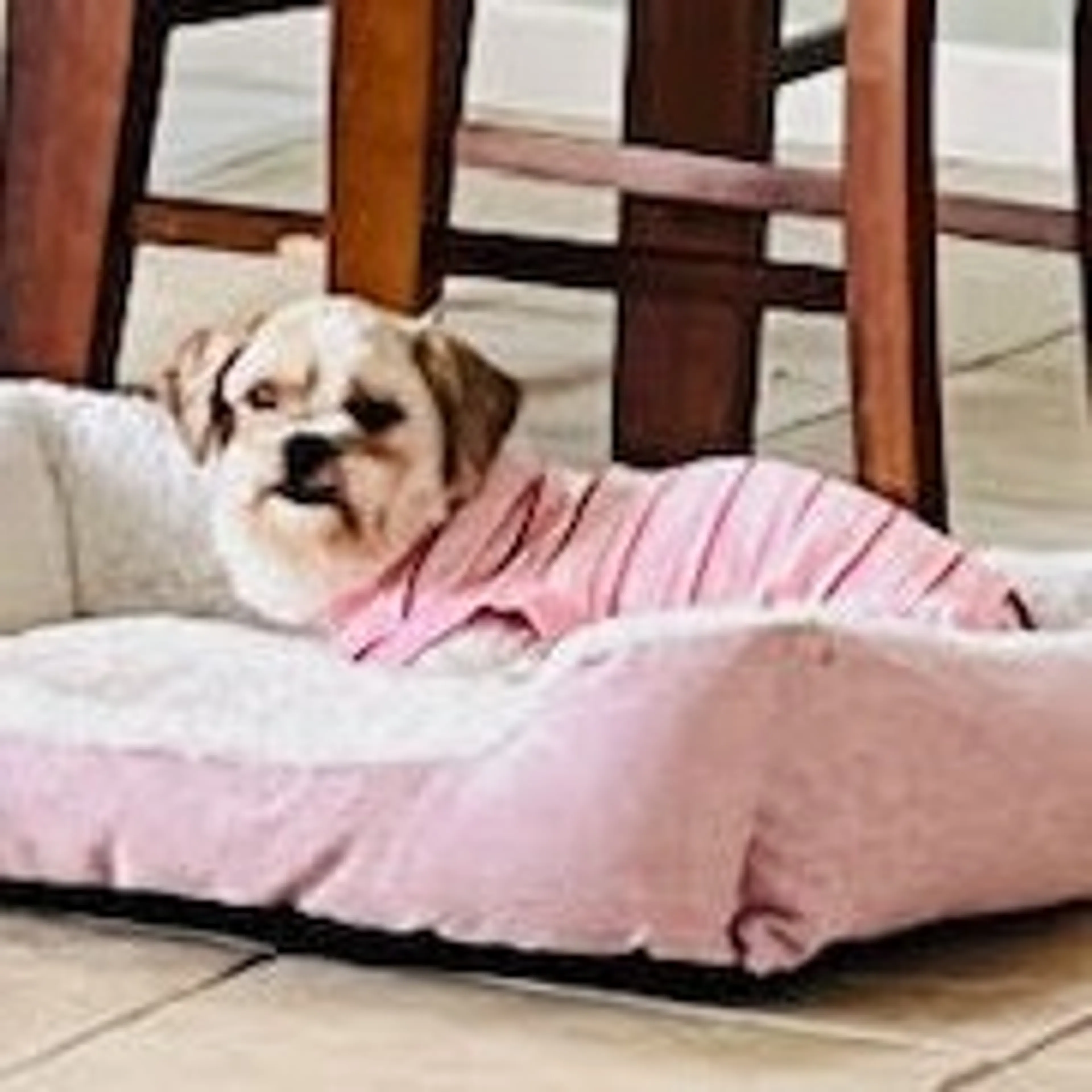 Found pet-1