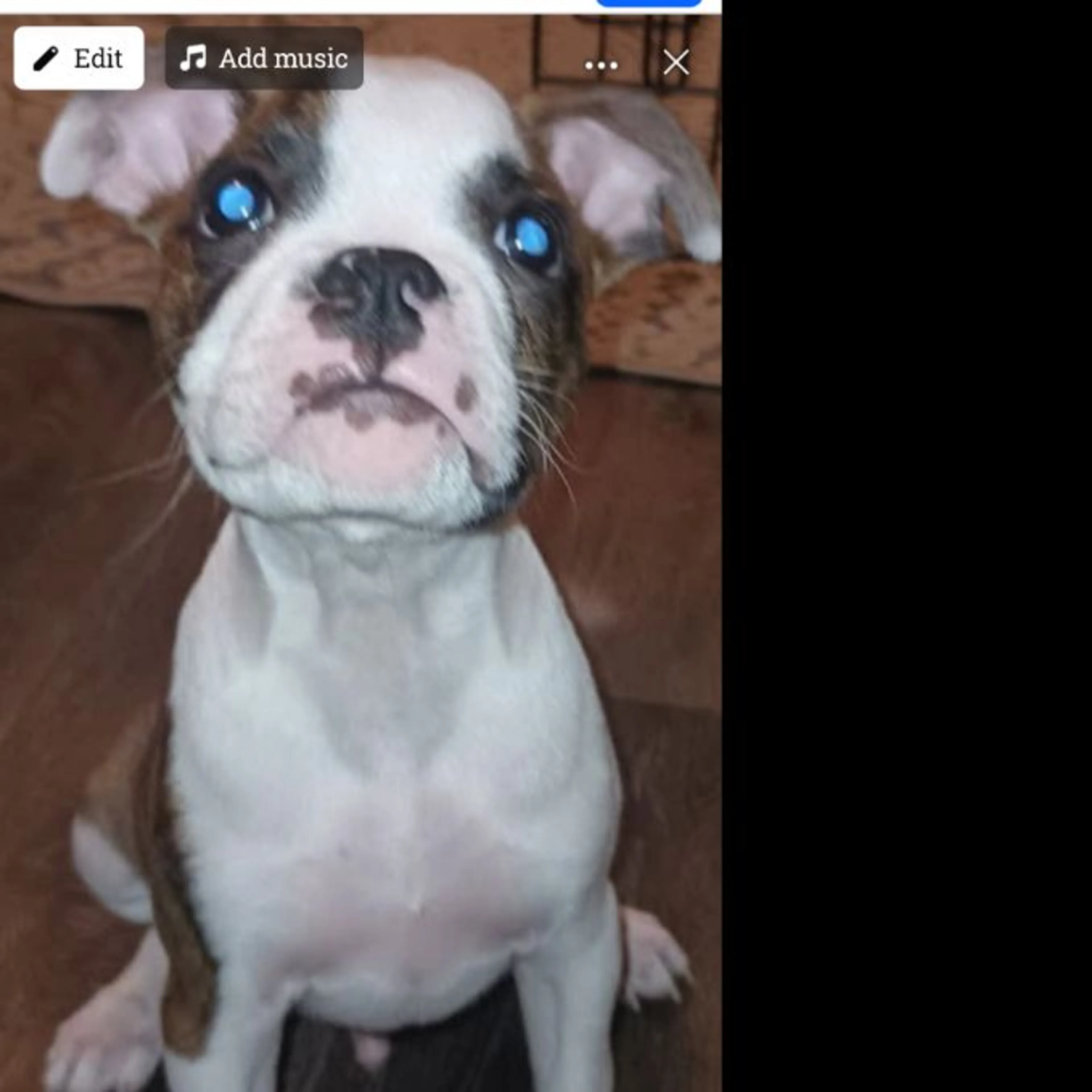 Lost pet