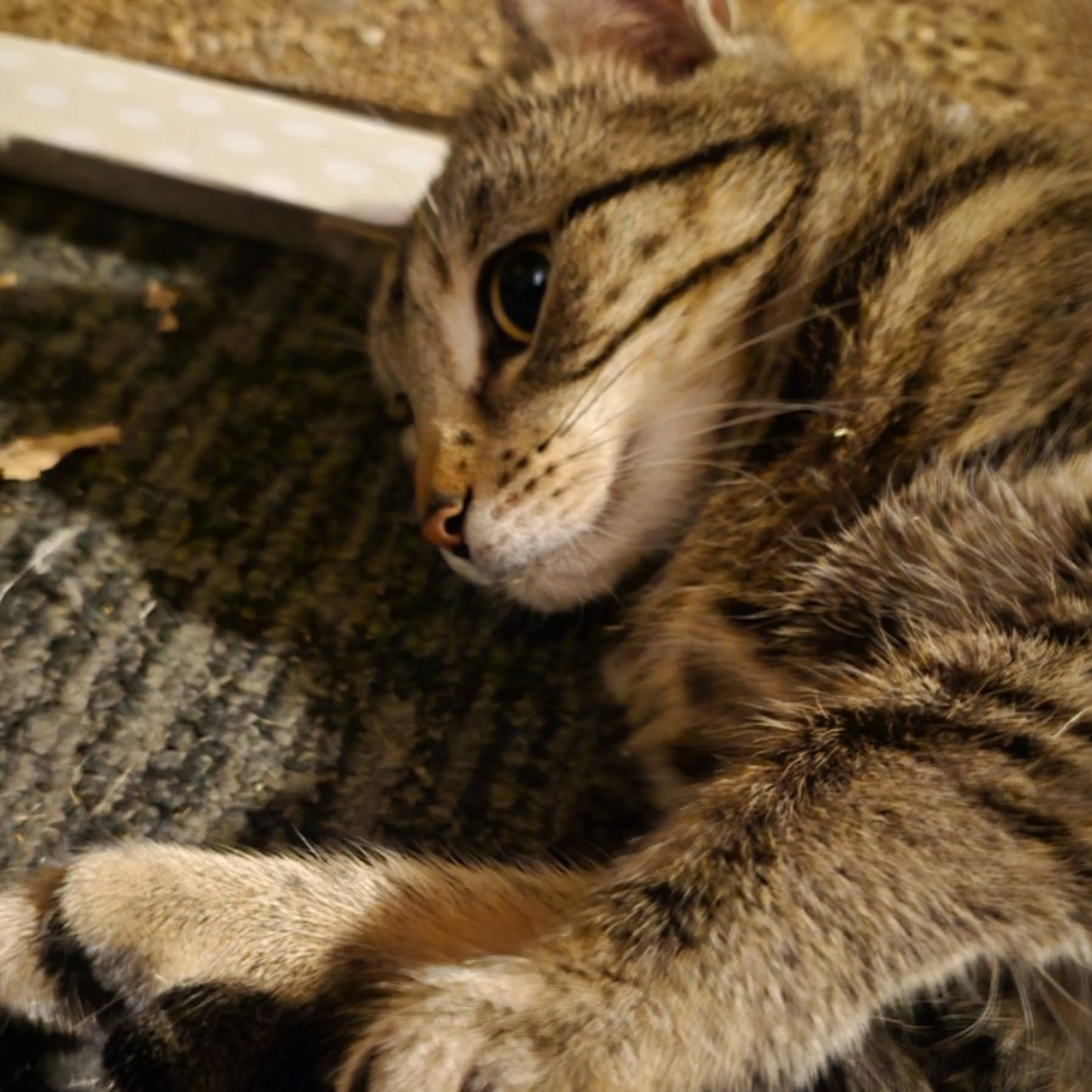 Lost pet