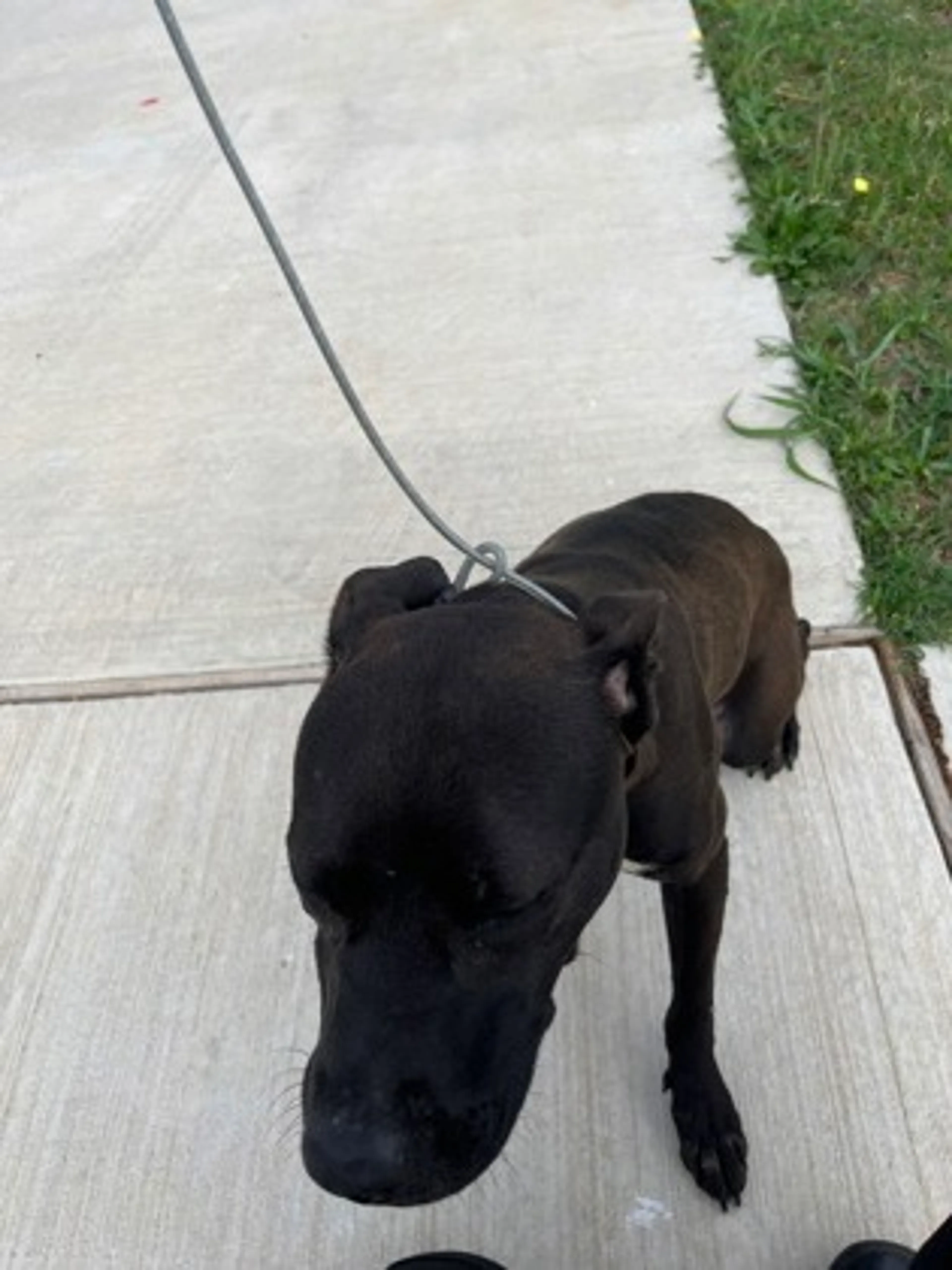 Found pet