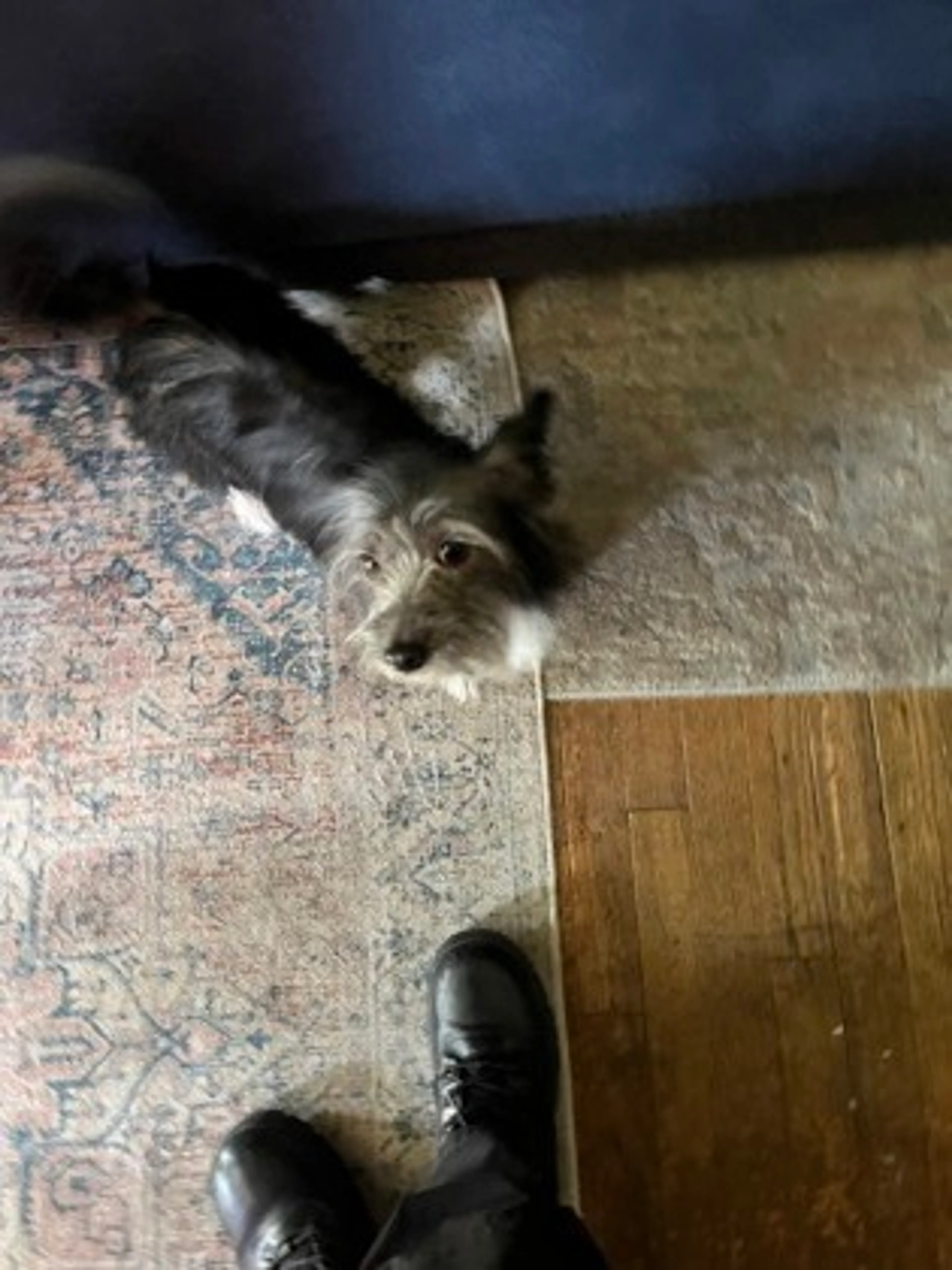 Found pet