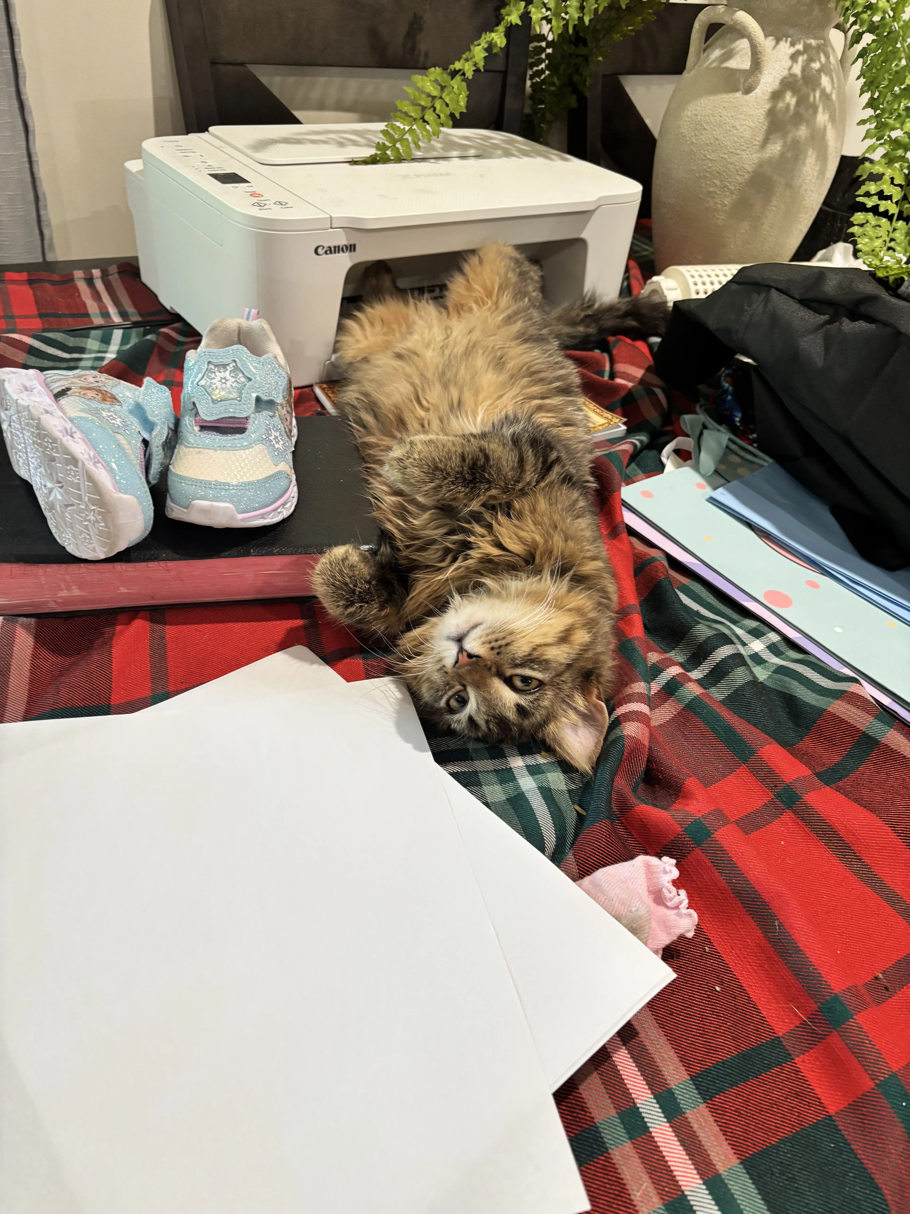 Lost pet