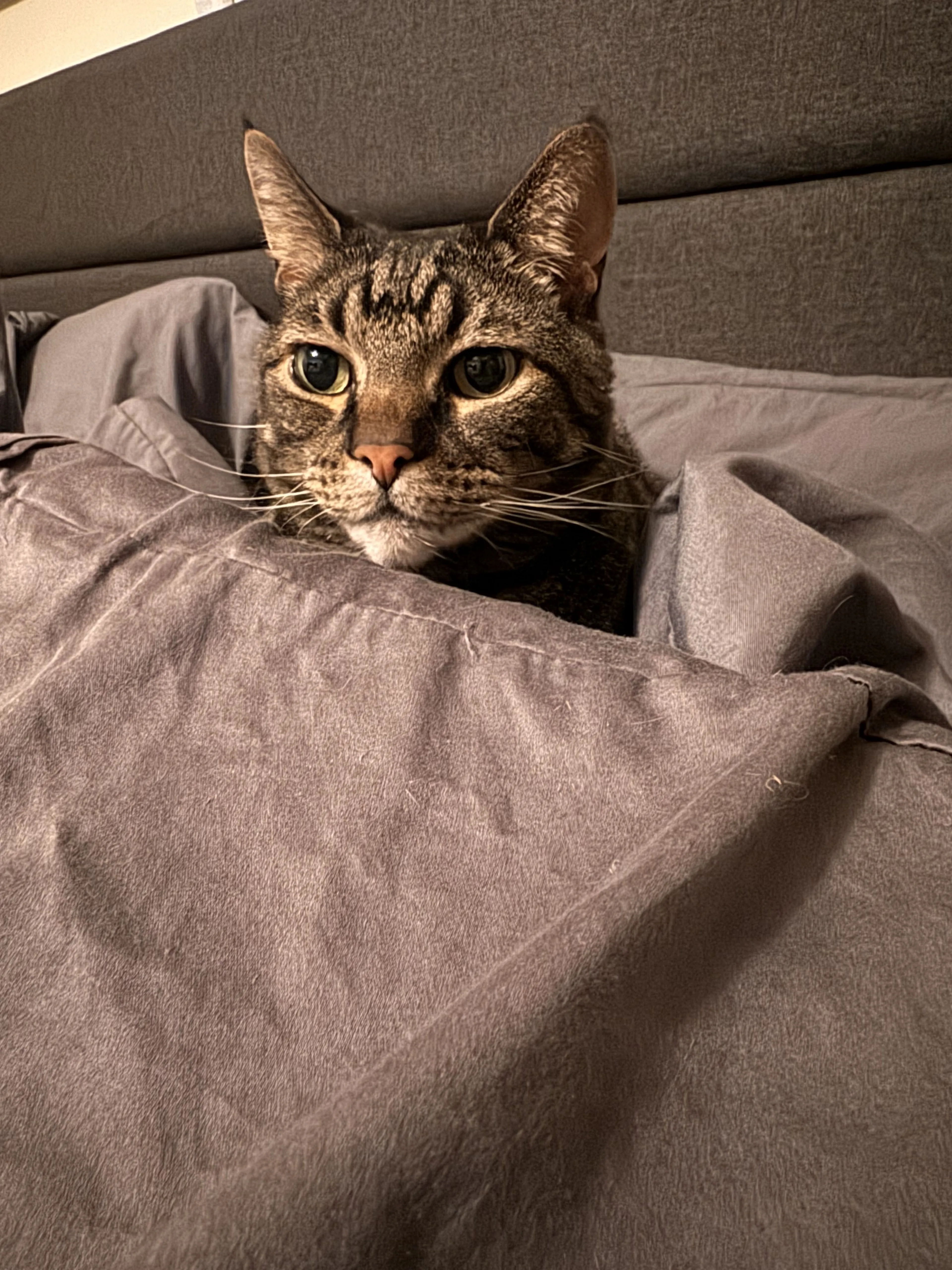 Lost pet-1
