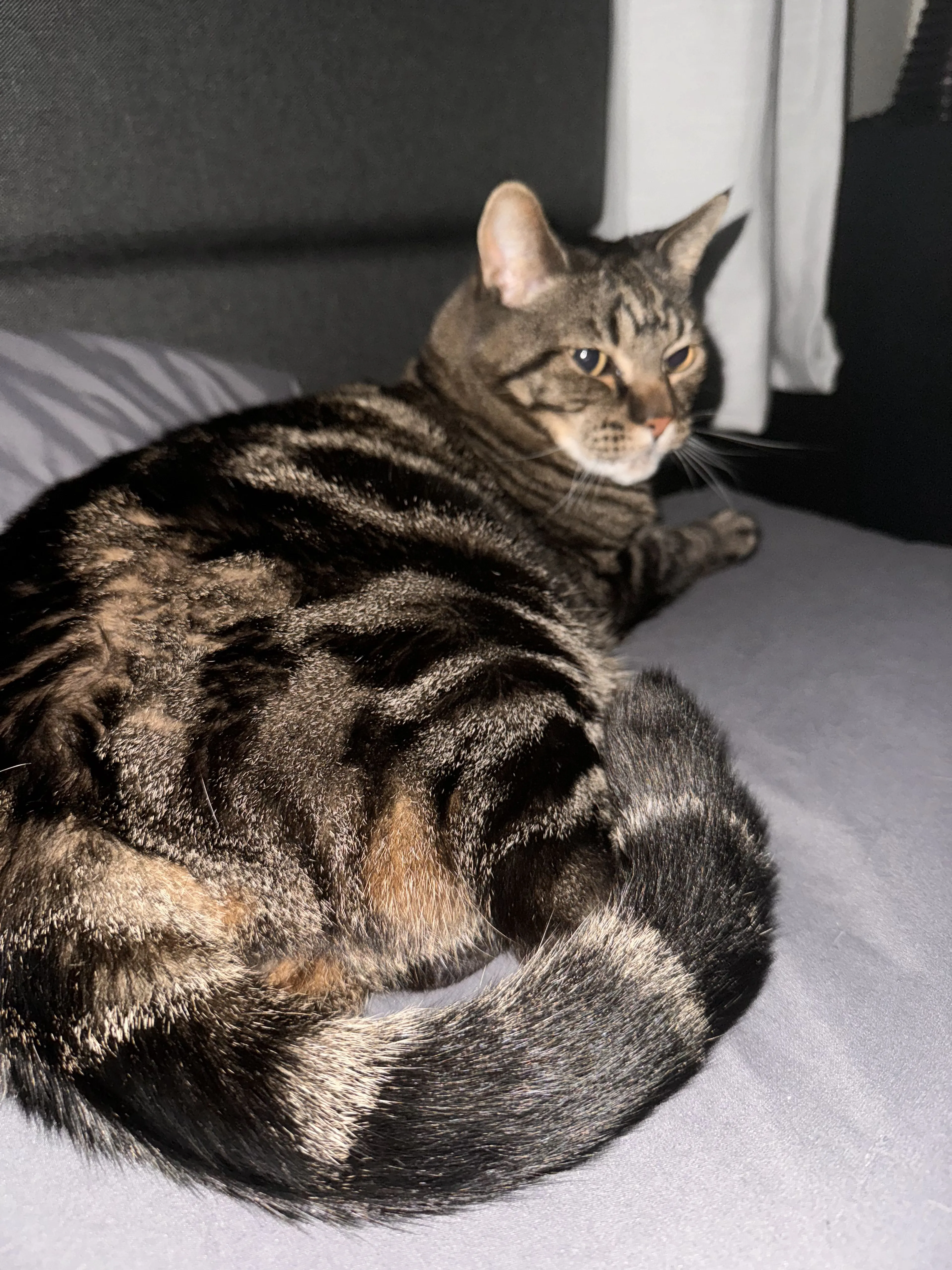 Lost pet-2
