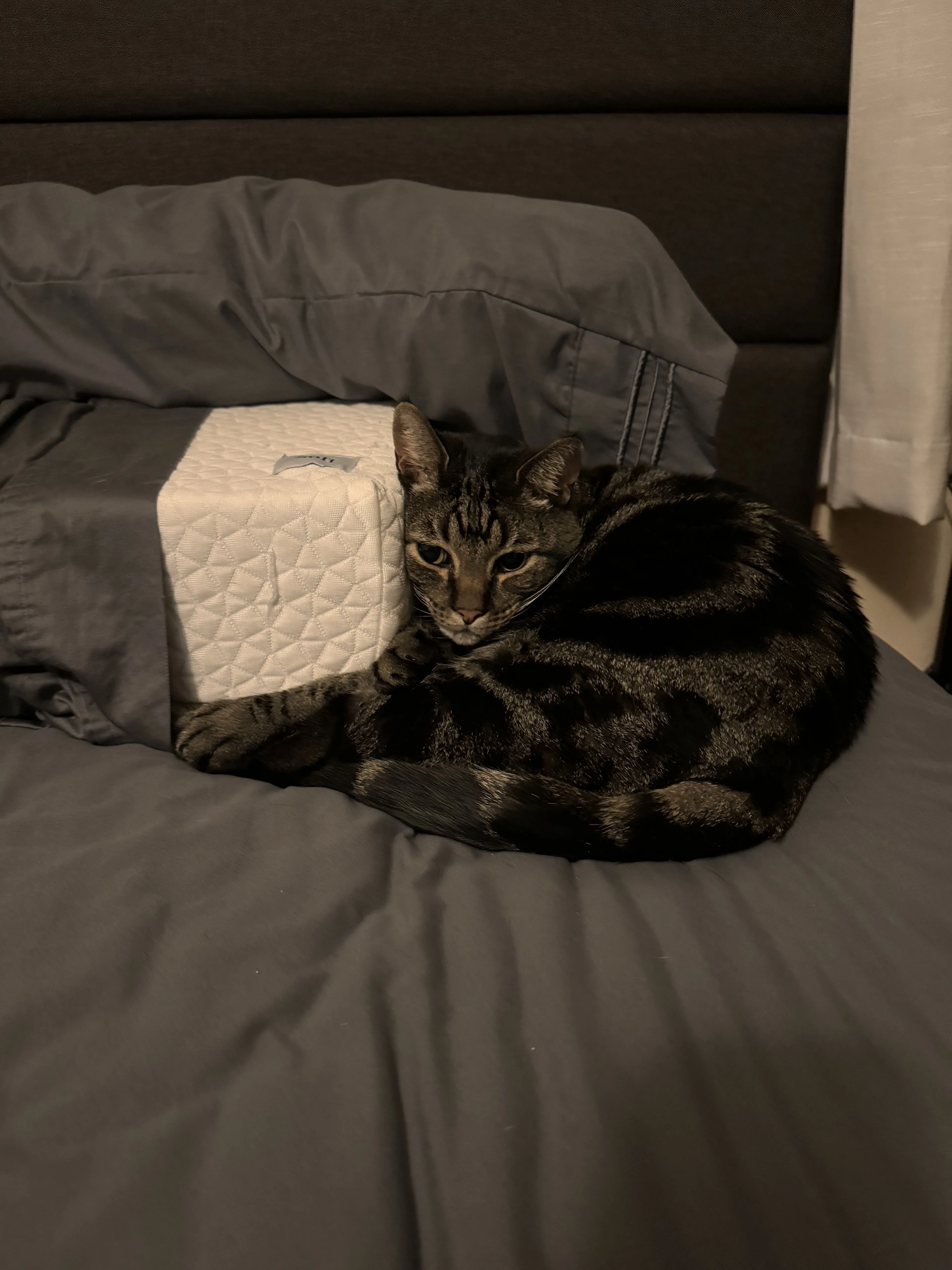 Lost pet-0