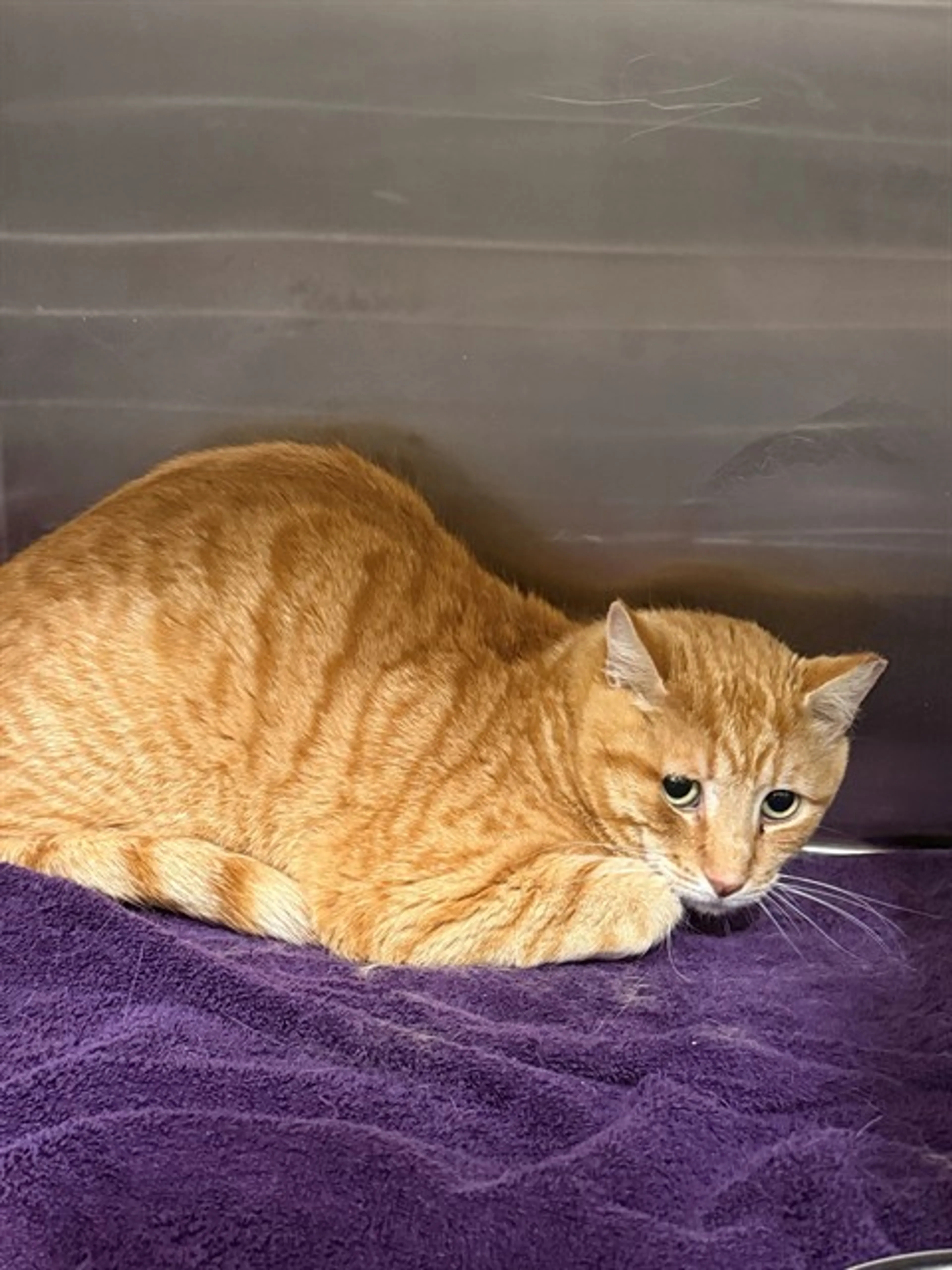 Found pet
