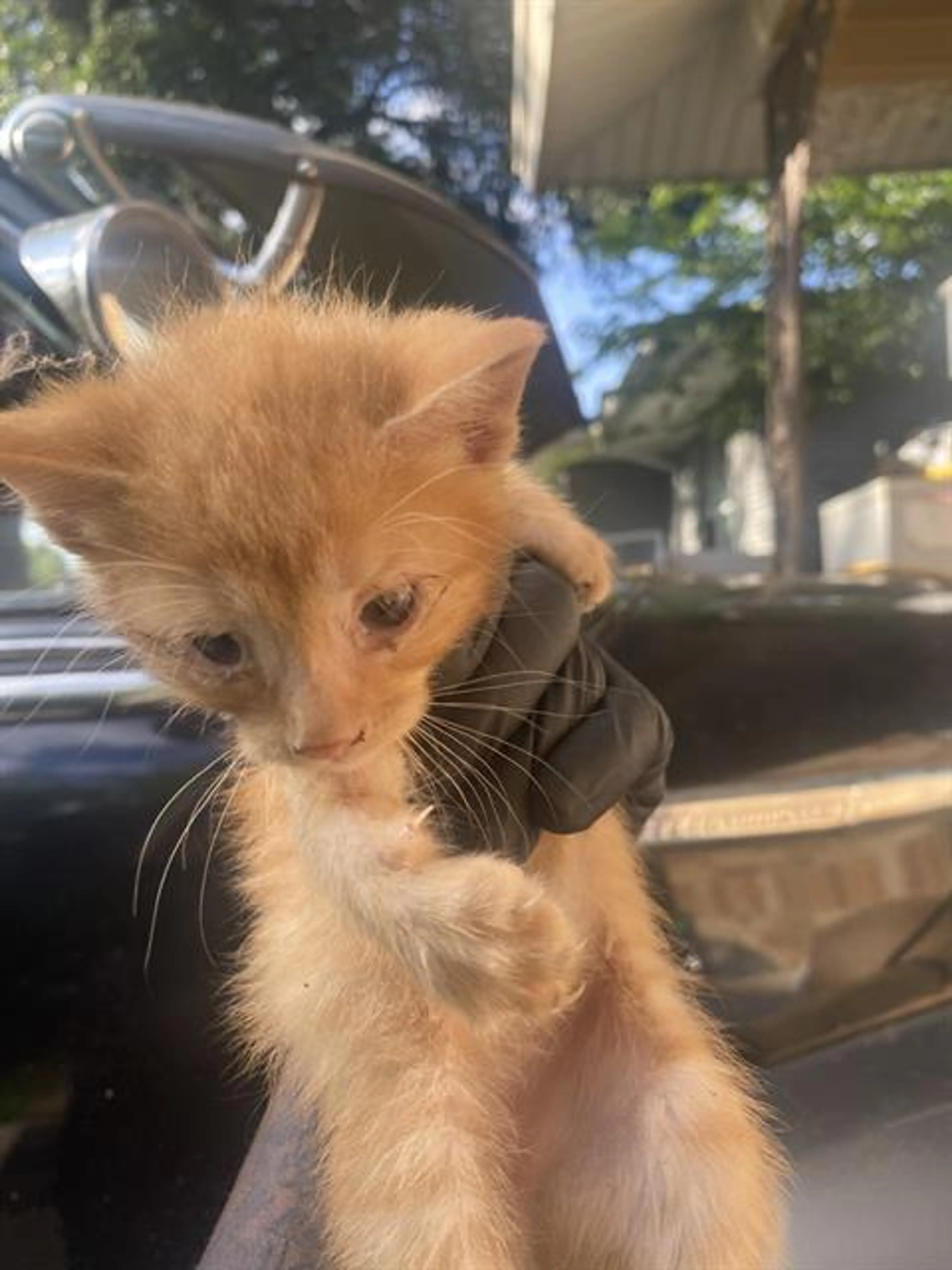 Found pet