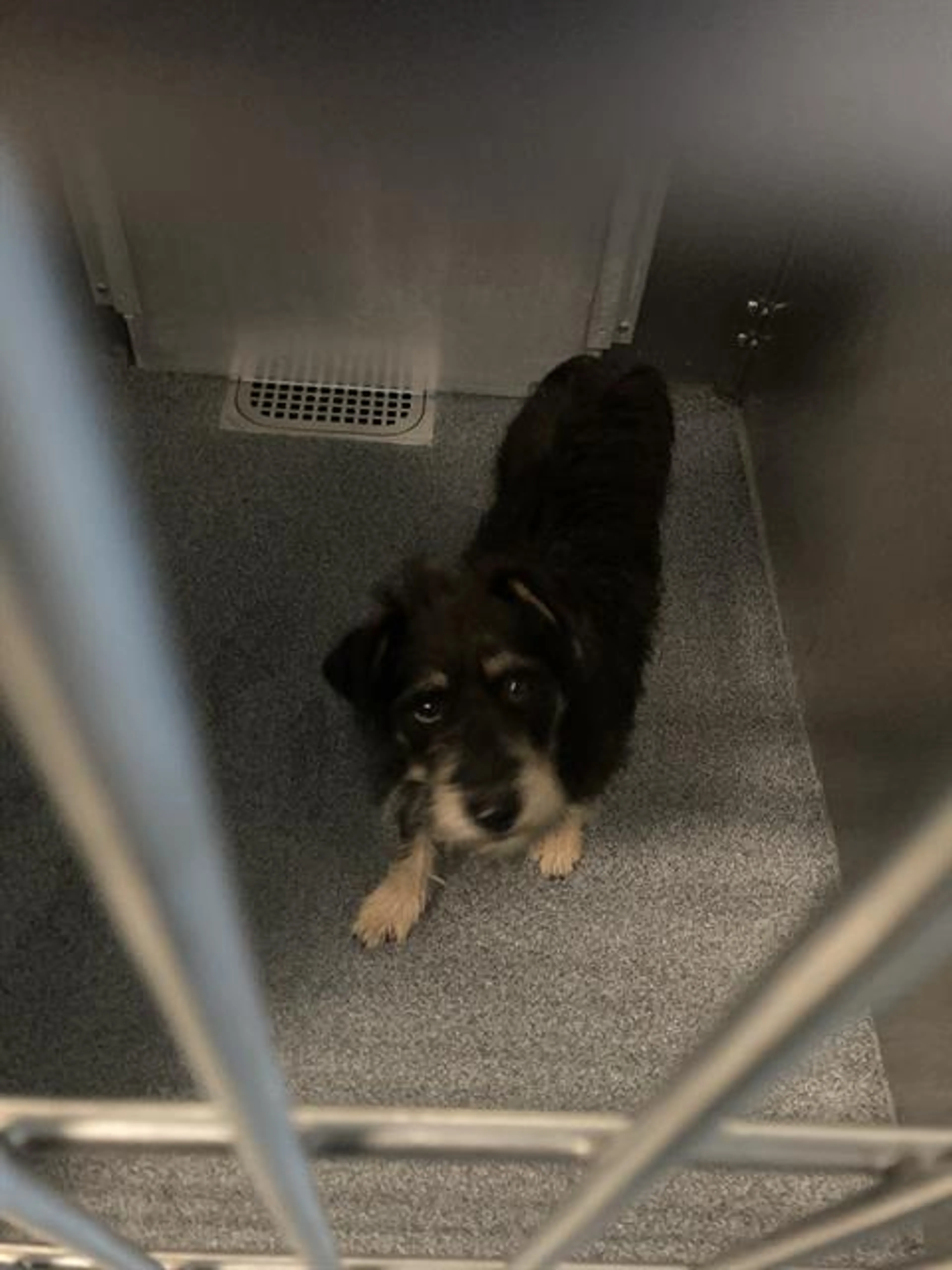 Found pet