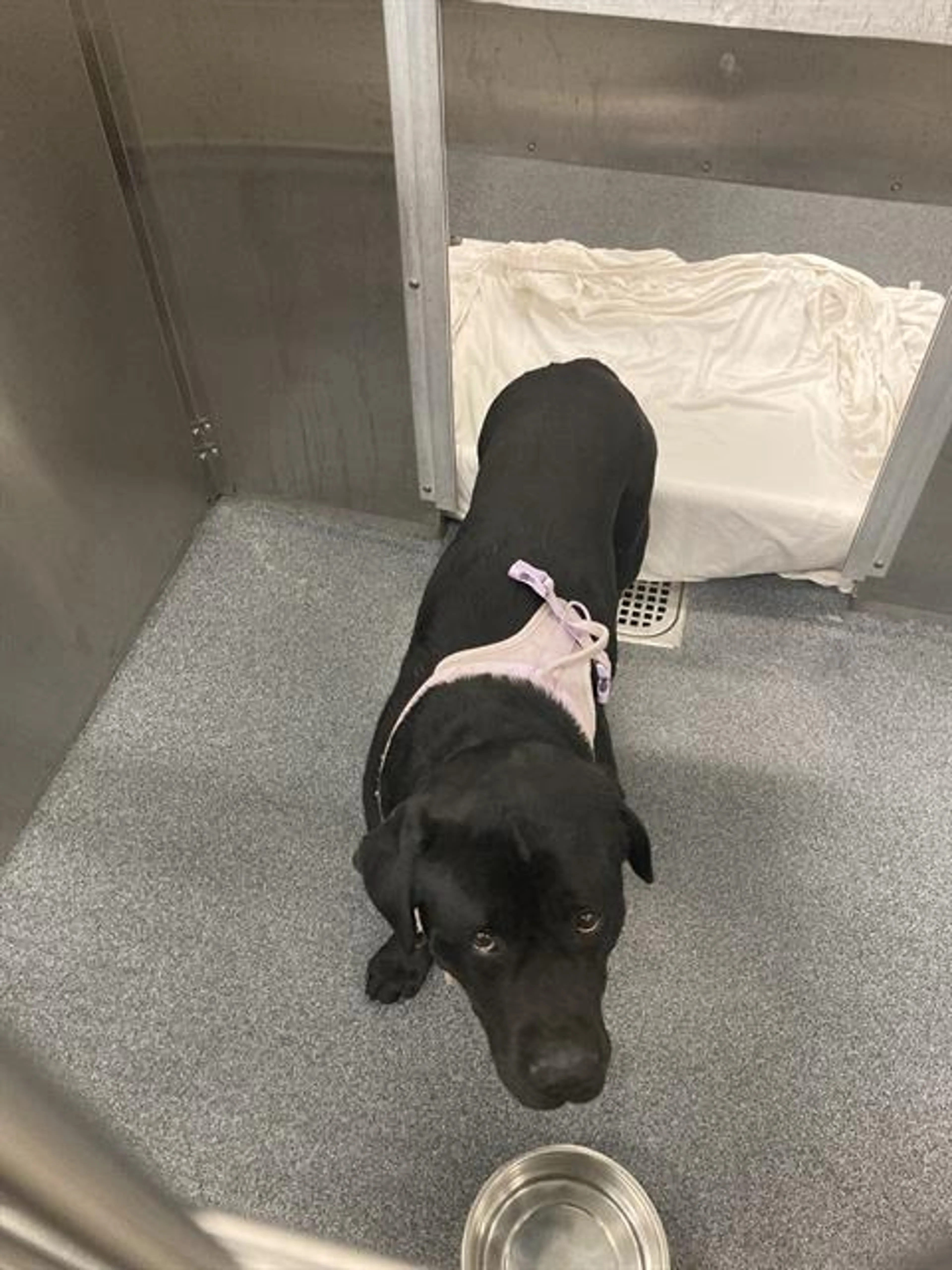 Found pet
