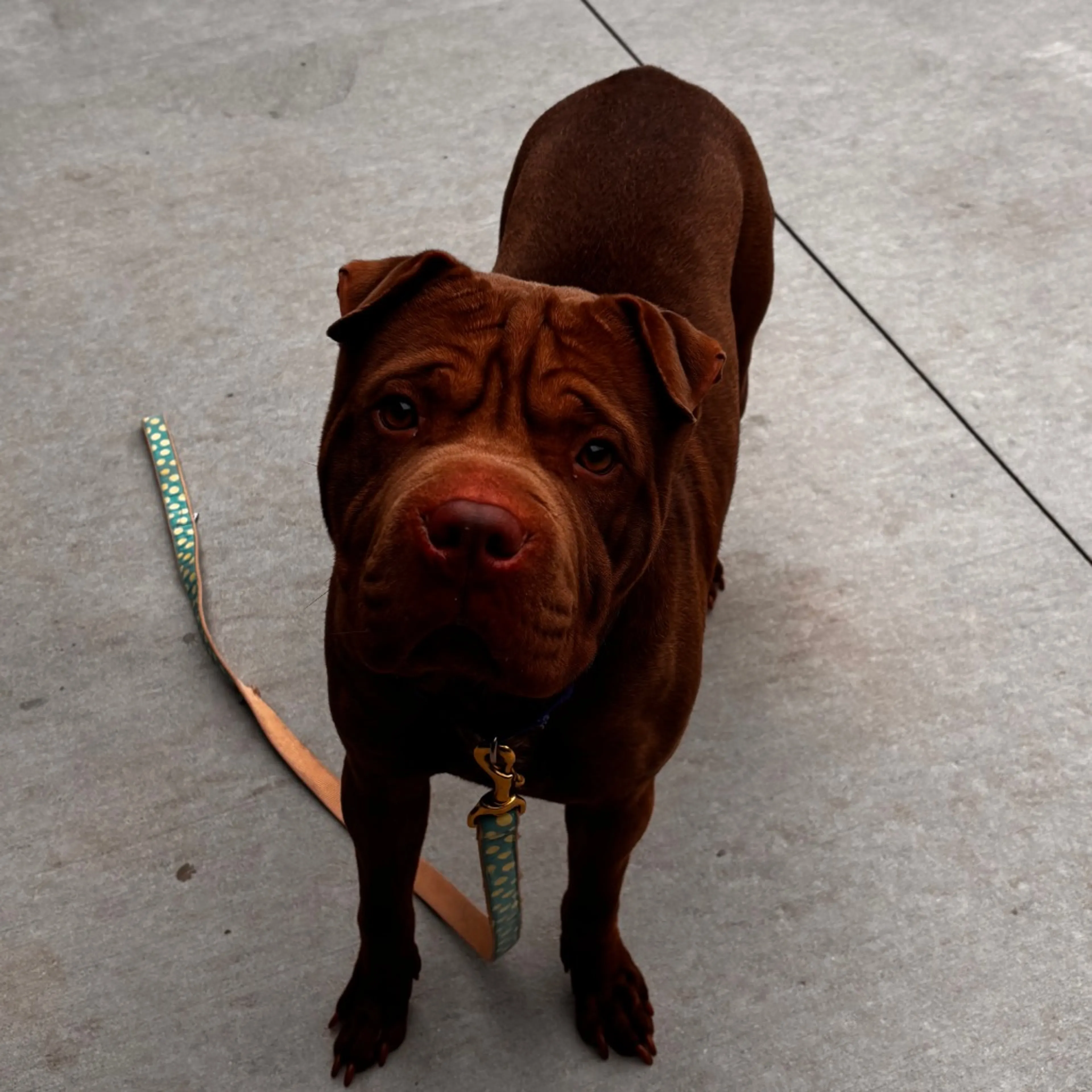 Found pet-1