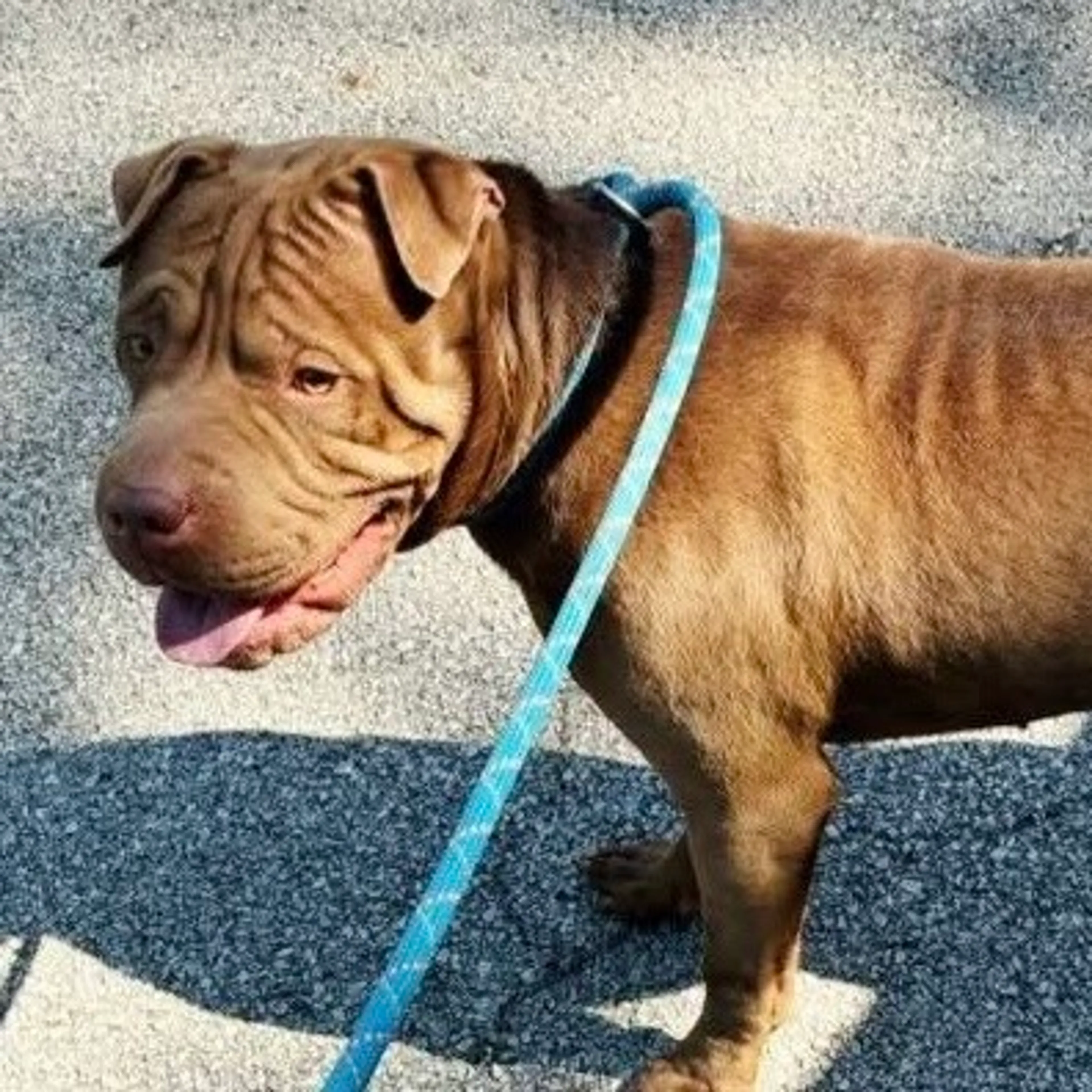 Found pet