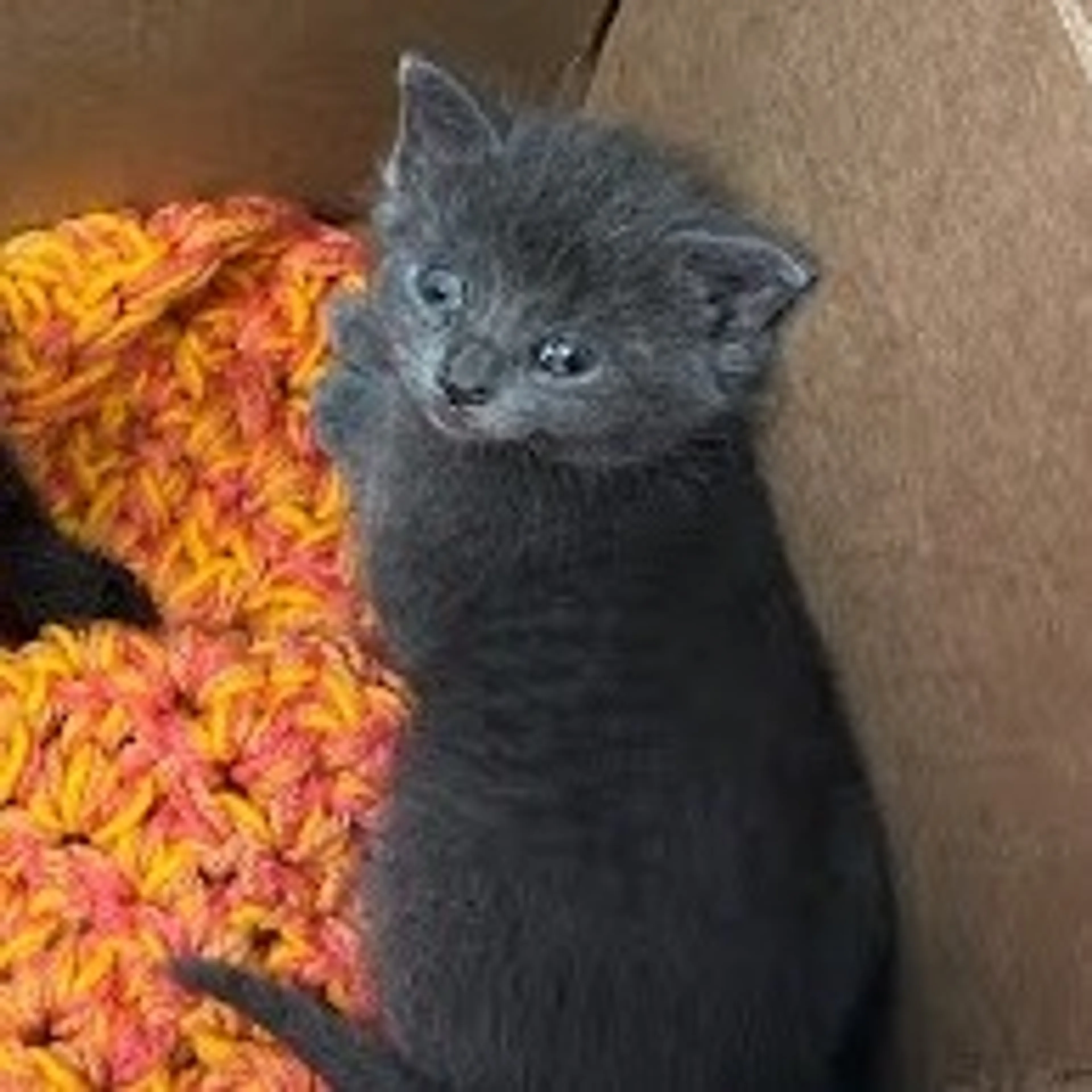 Found pet