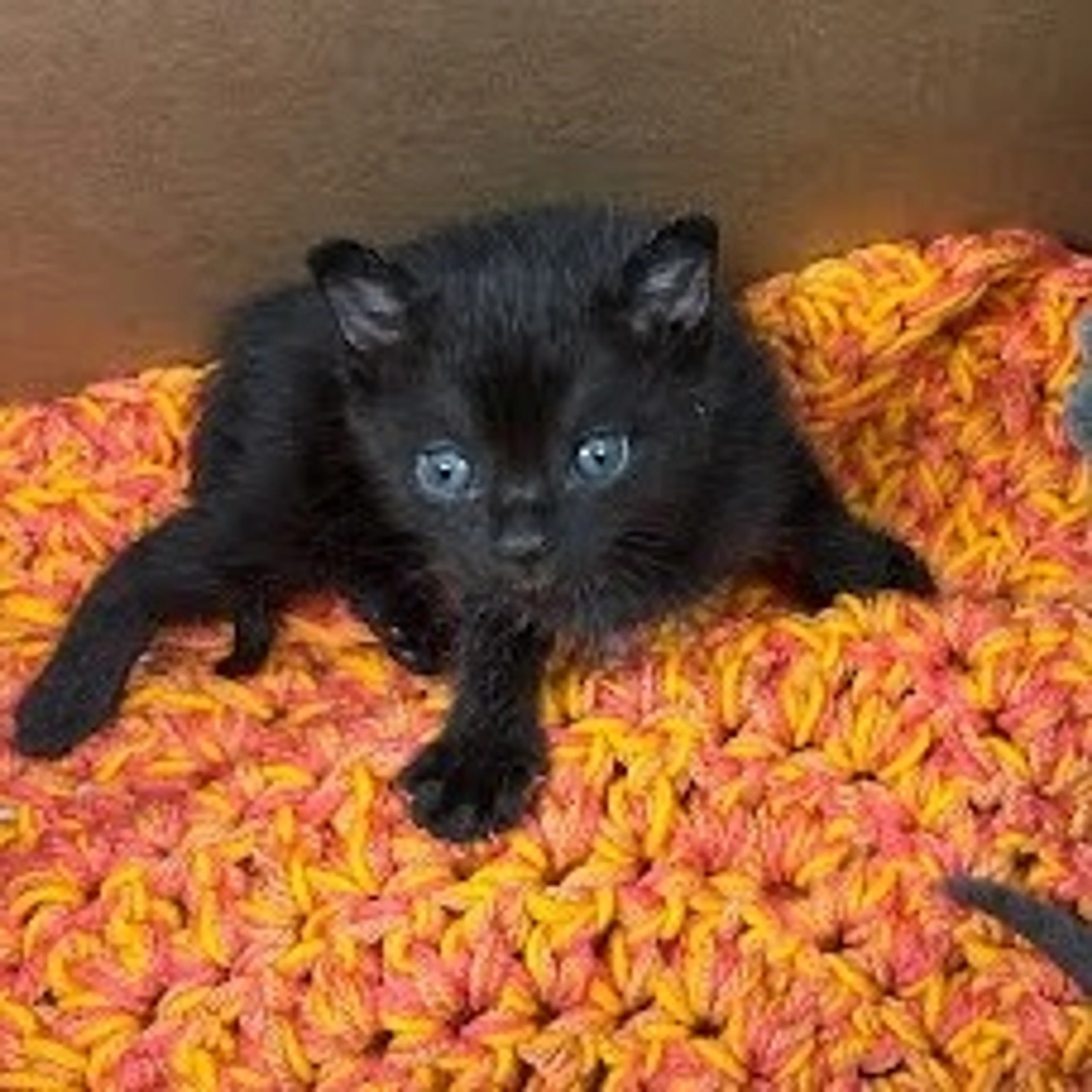 Found pet