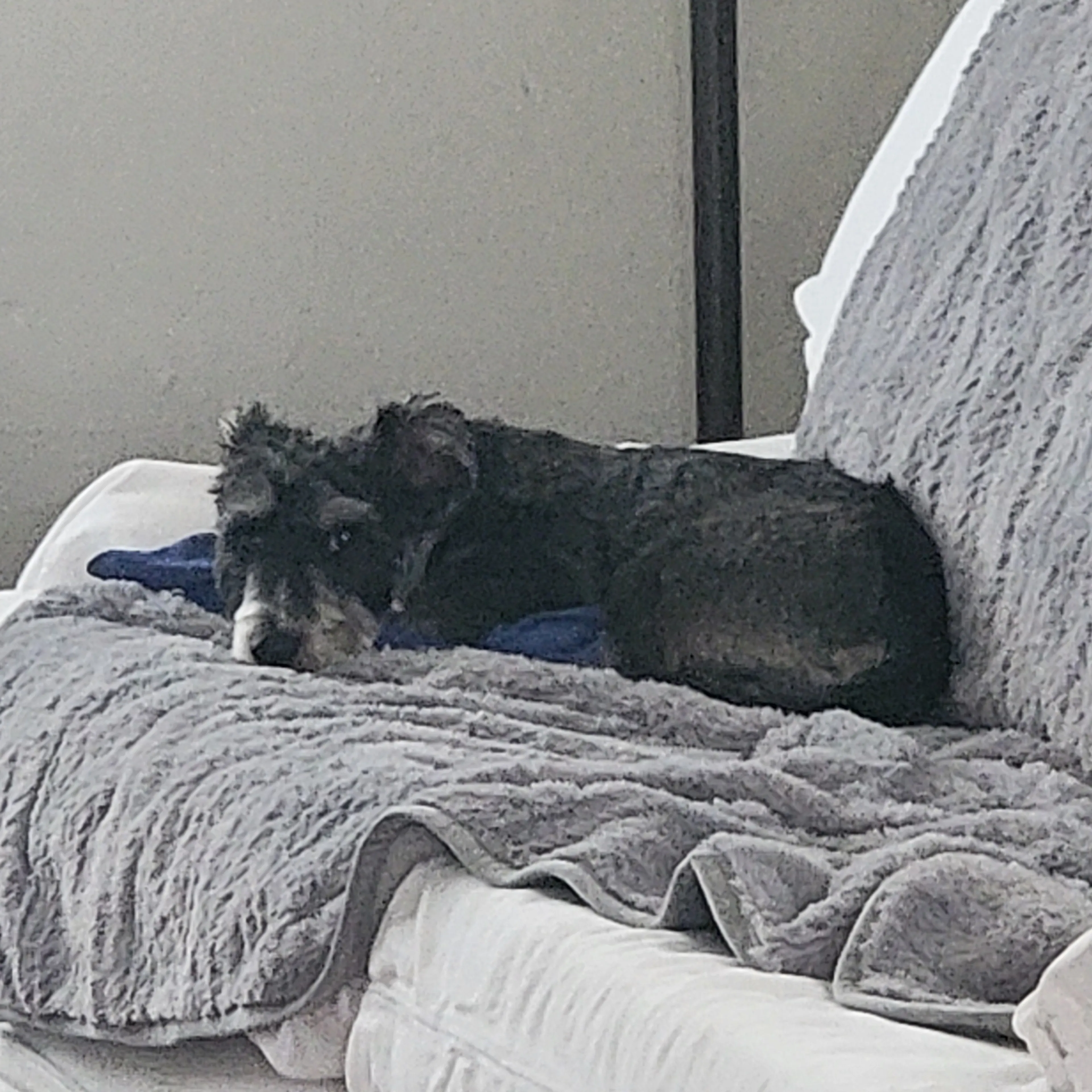 Lost pet-2