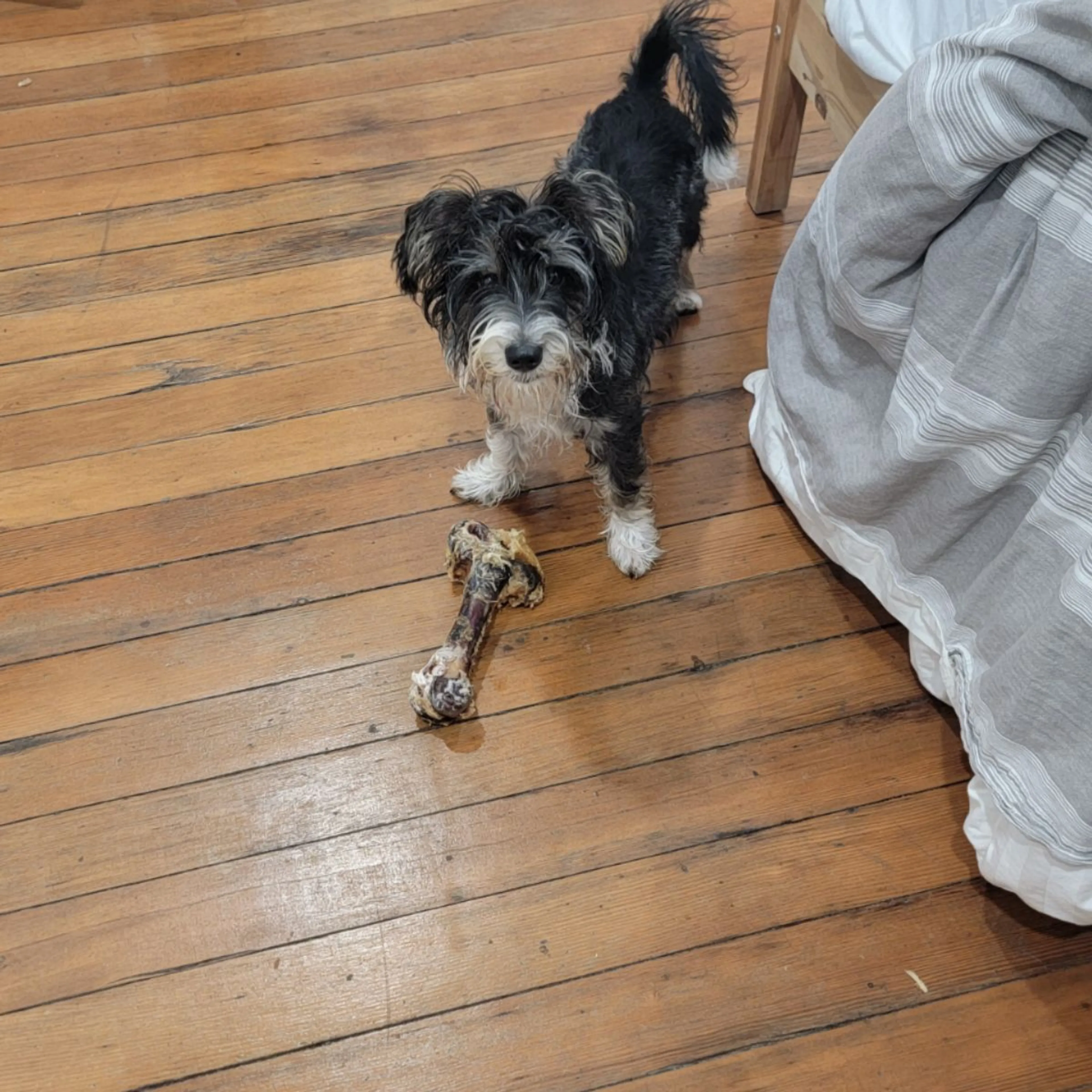 Lost pet-0