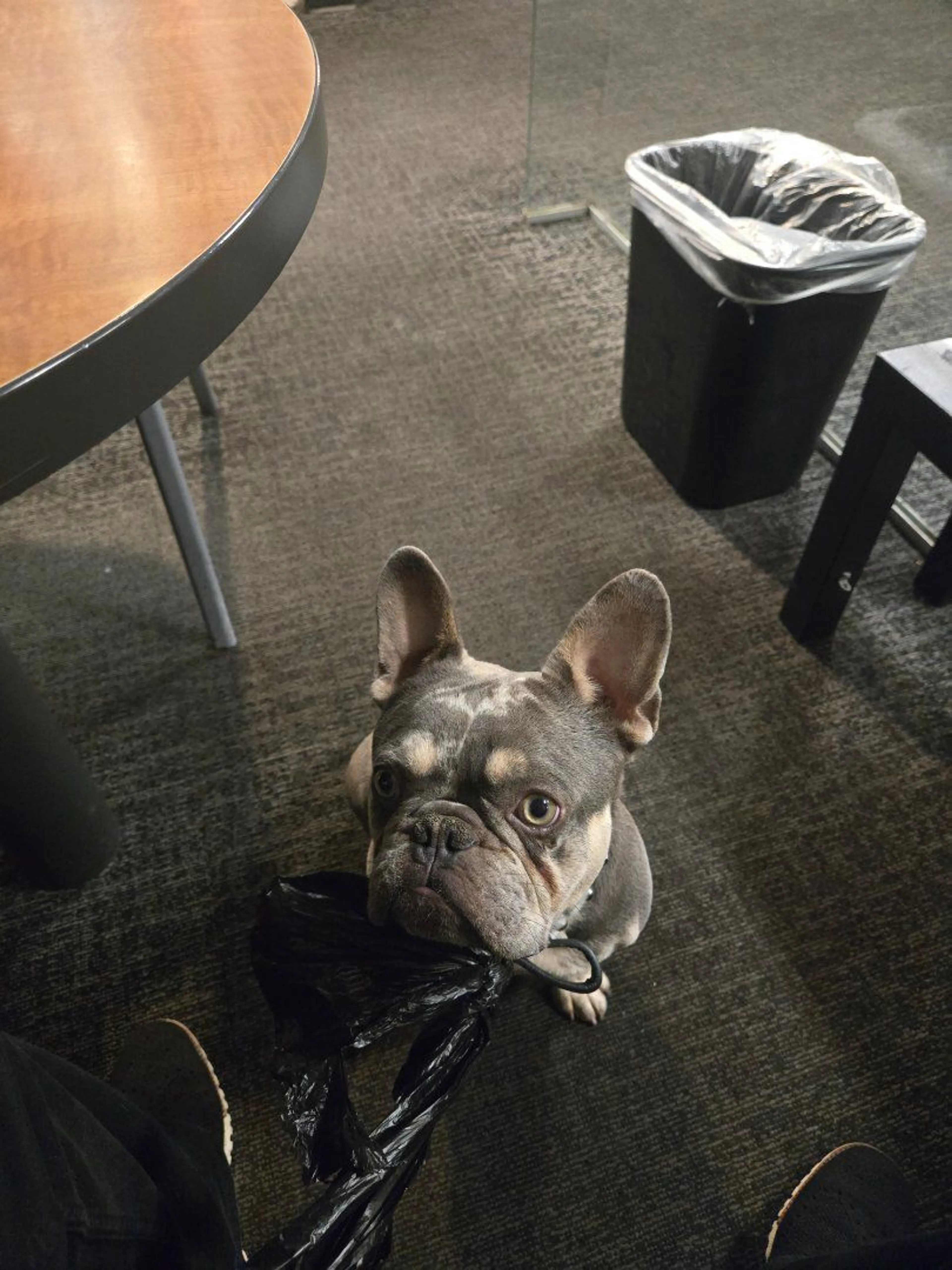 Lost pet-0
