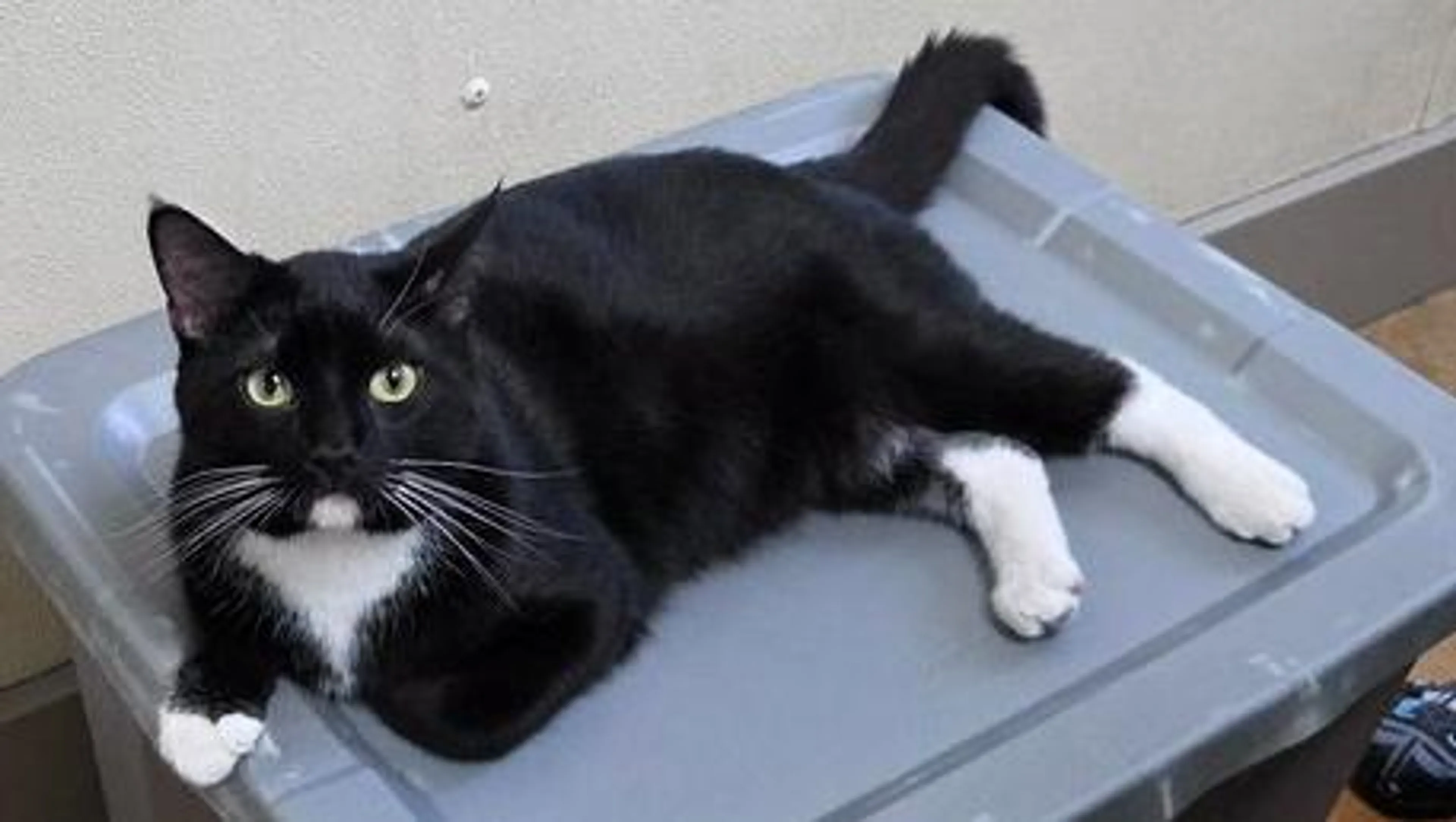 Found pet-2