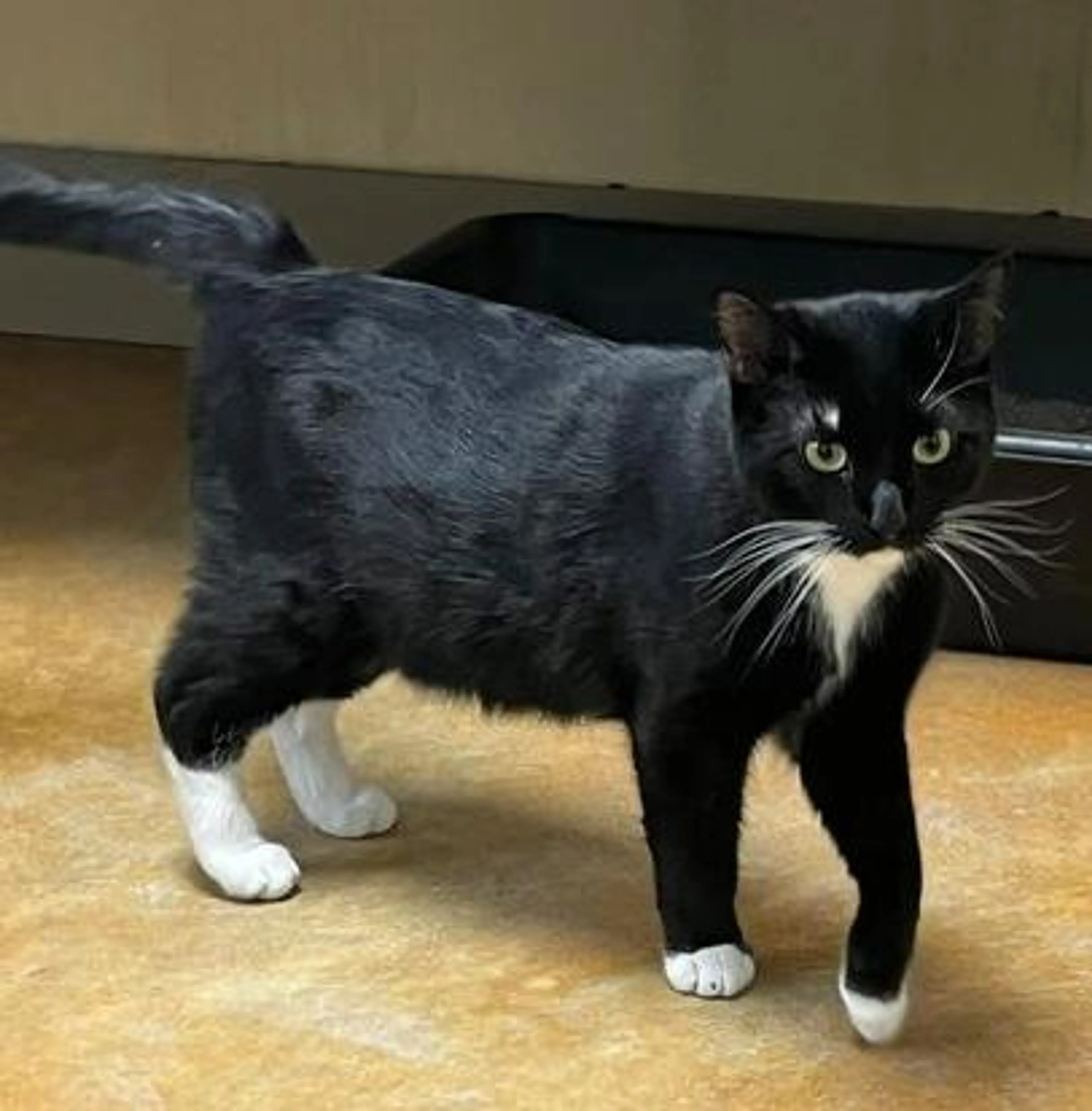 Found pet-3