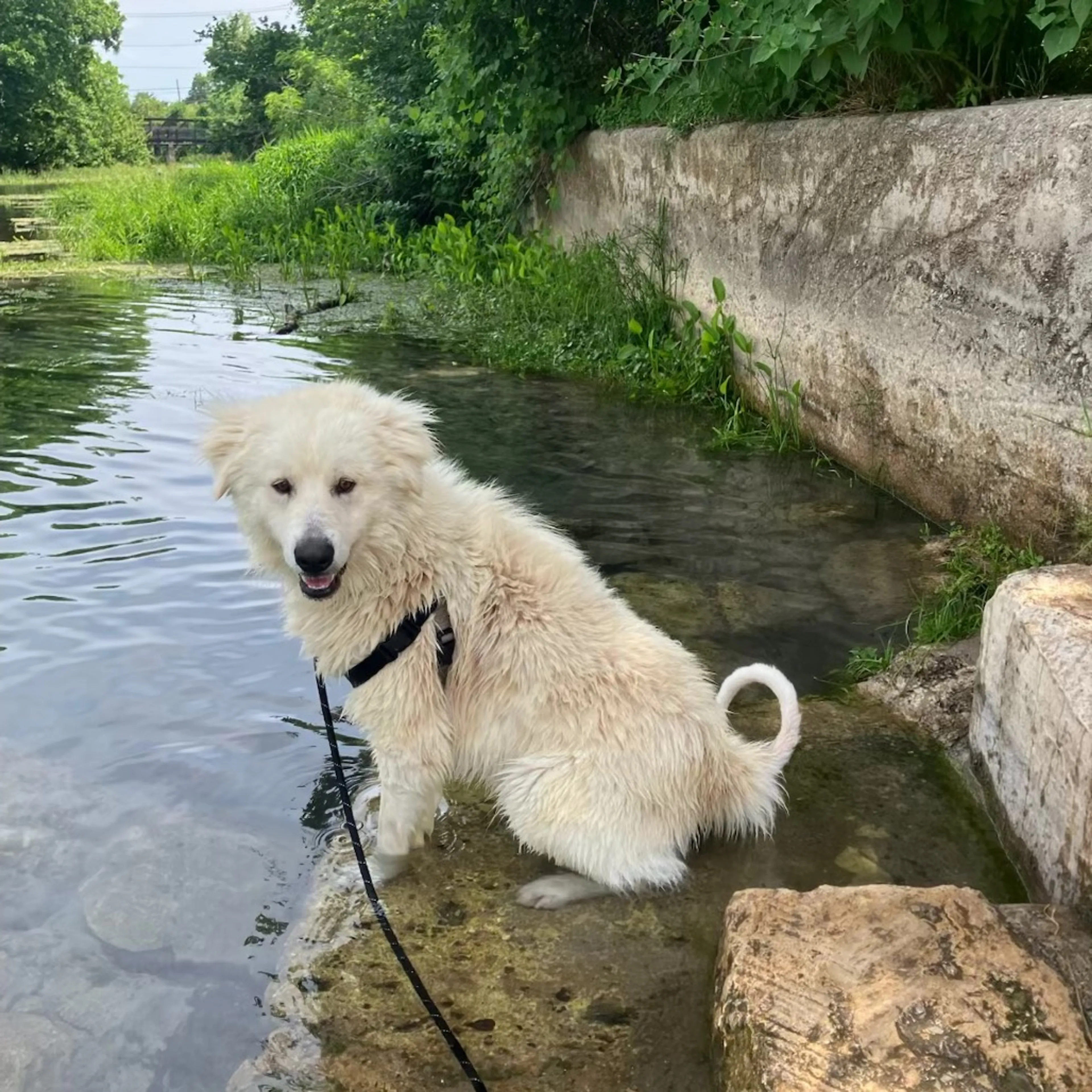 Found pet-2