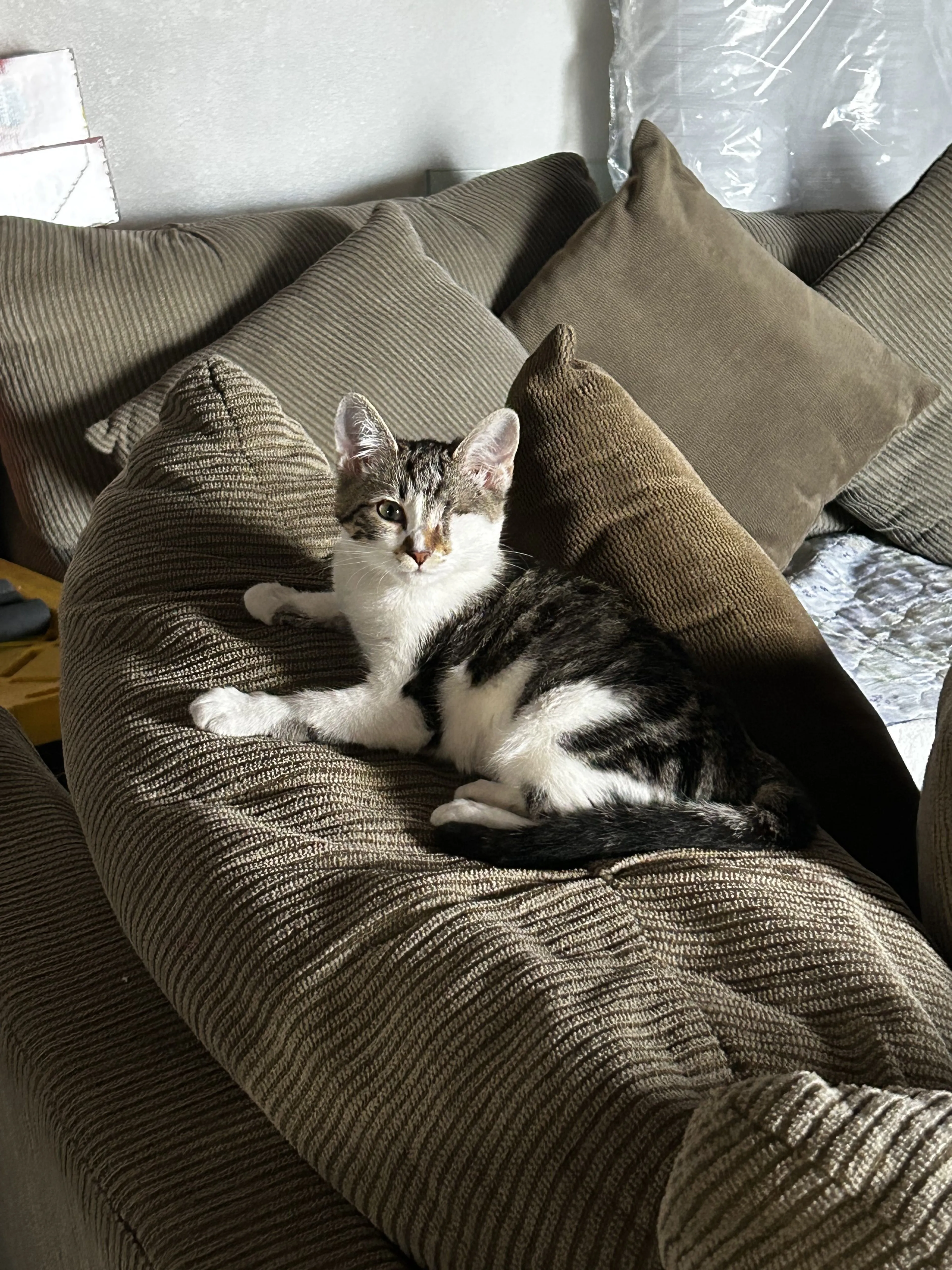 Lost pet-1