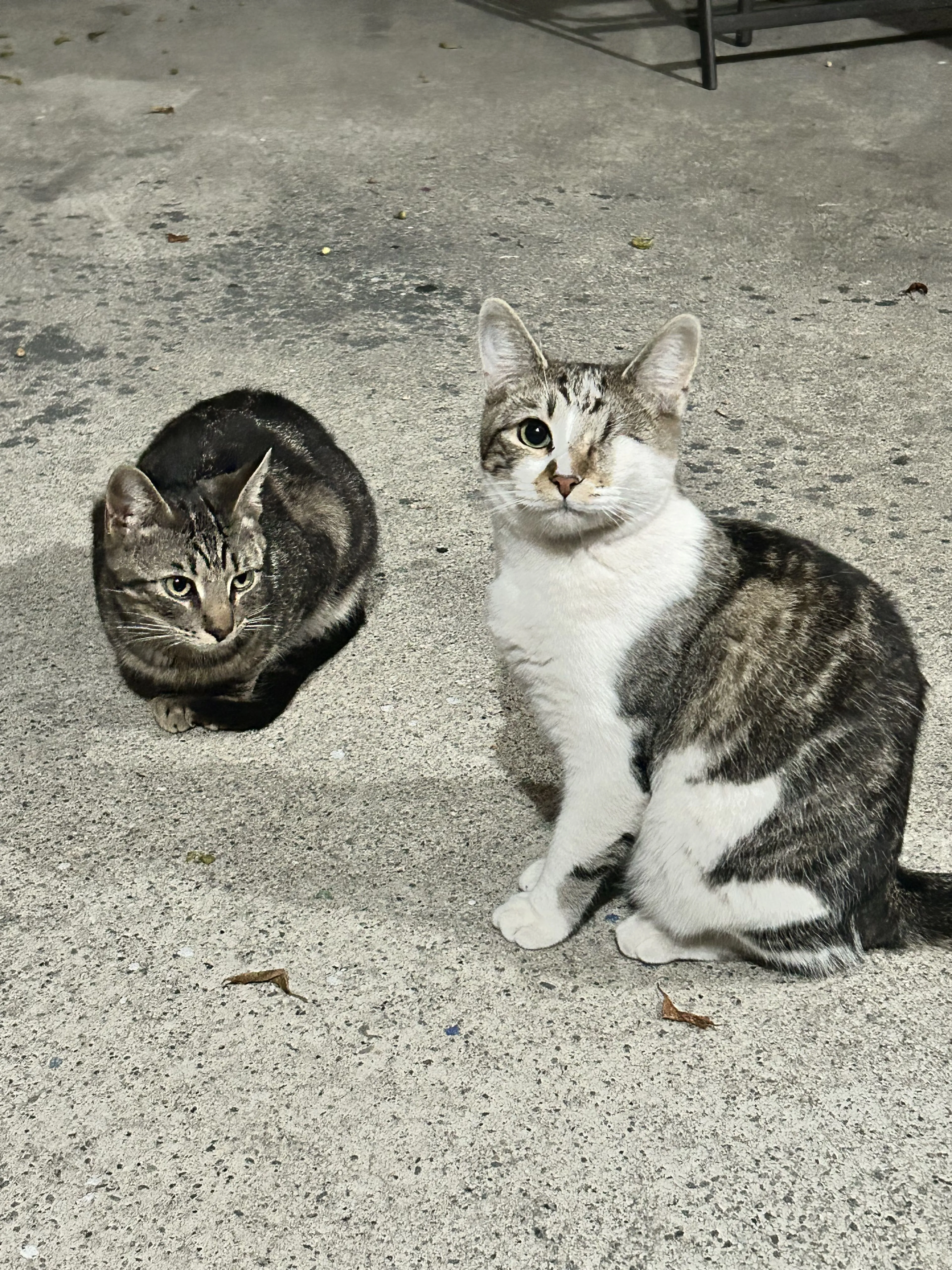 Lost pet-2