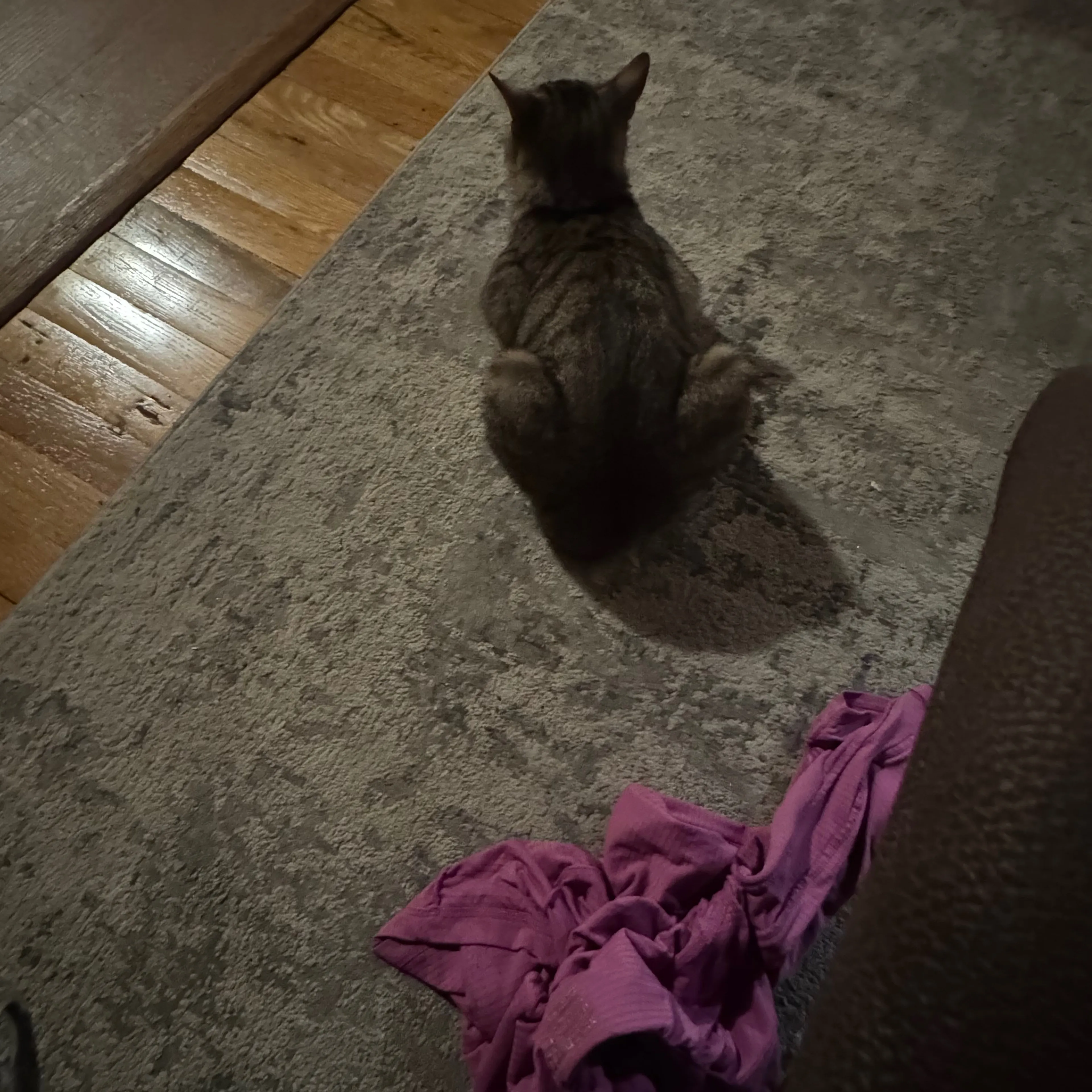 Lost pet-3