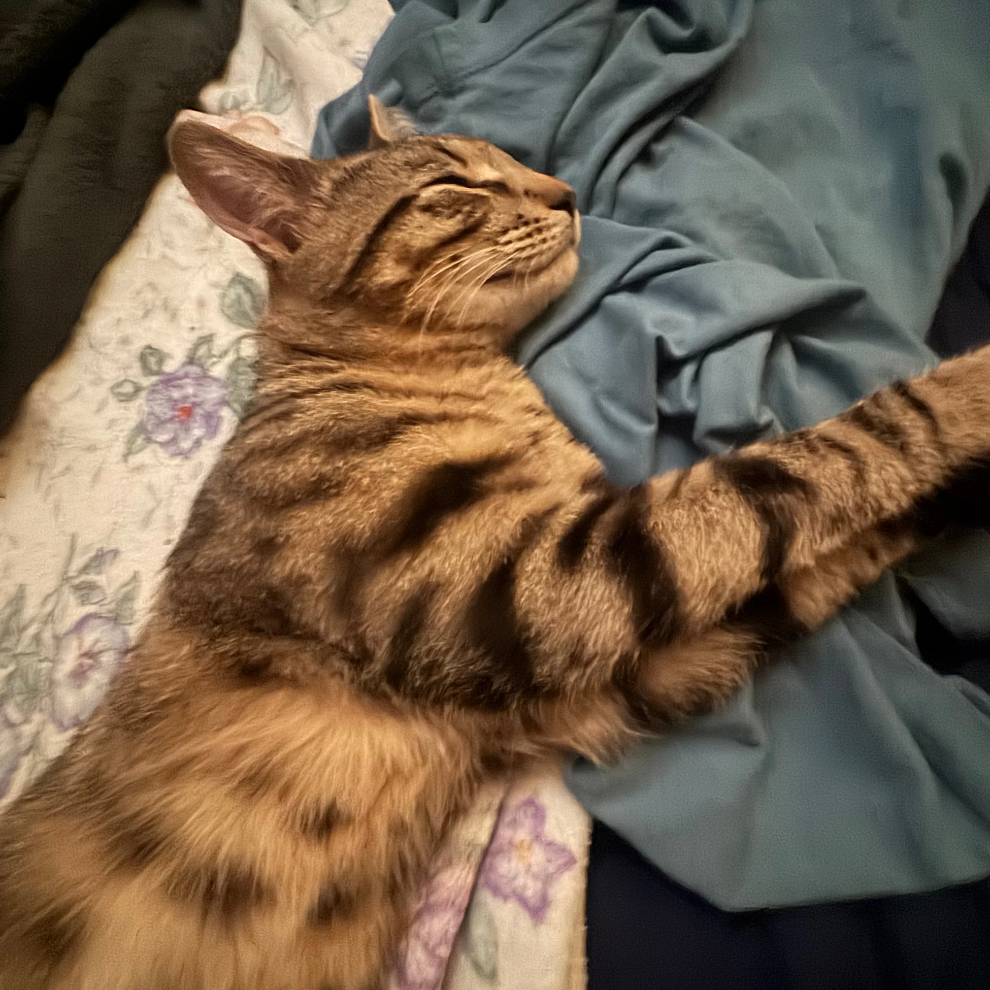 Lost pet-2