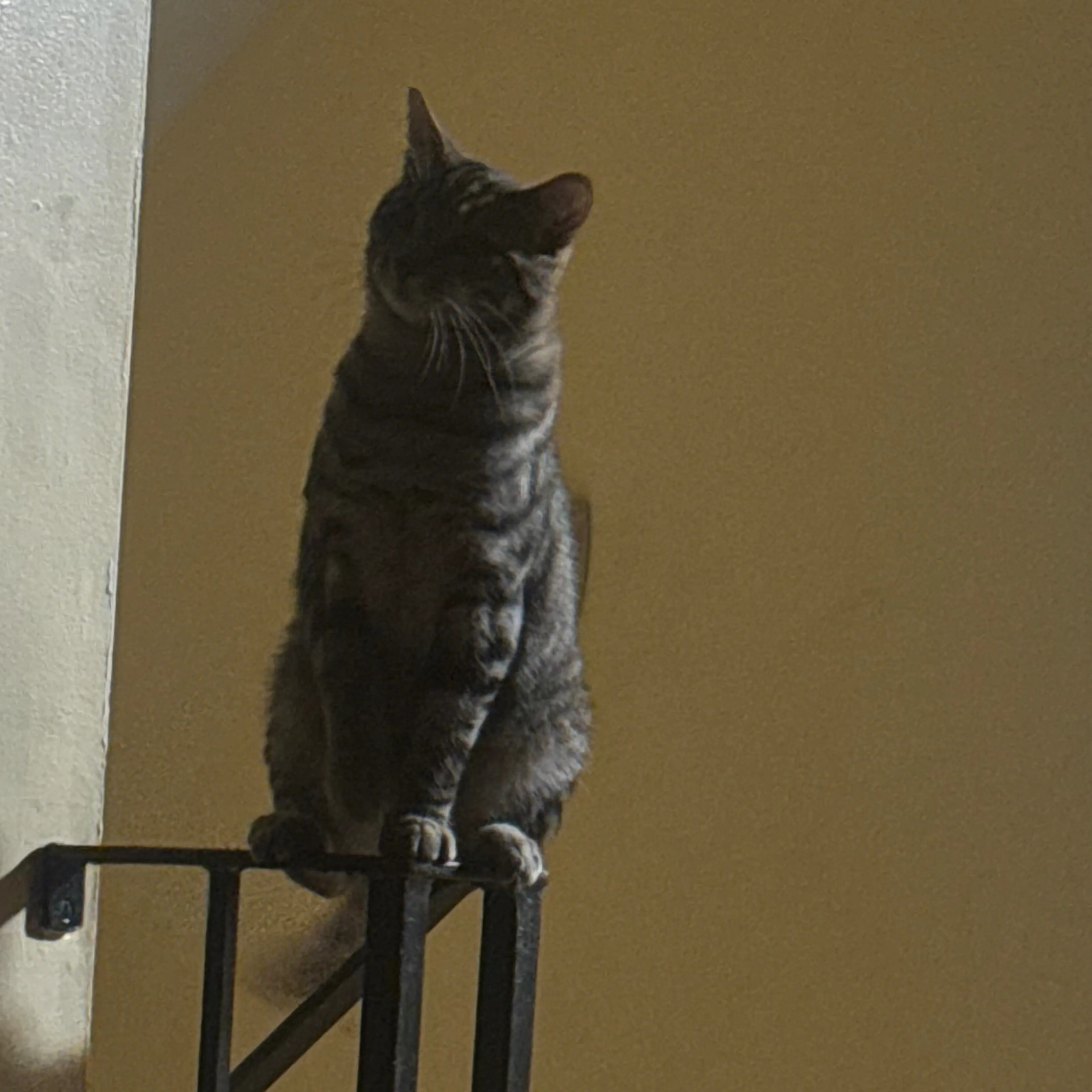 Lost pet-1