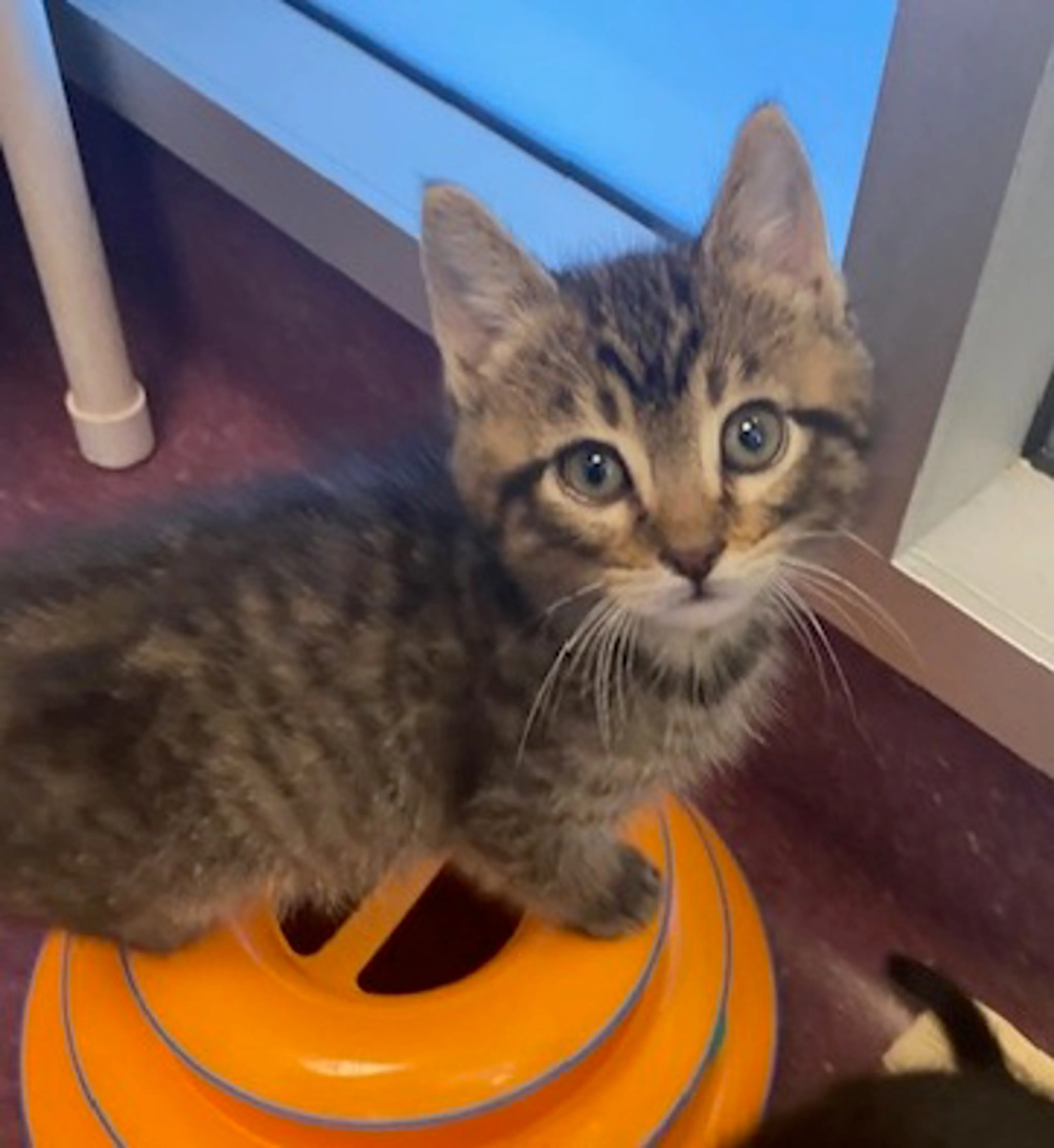 Found pet